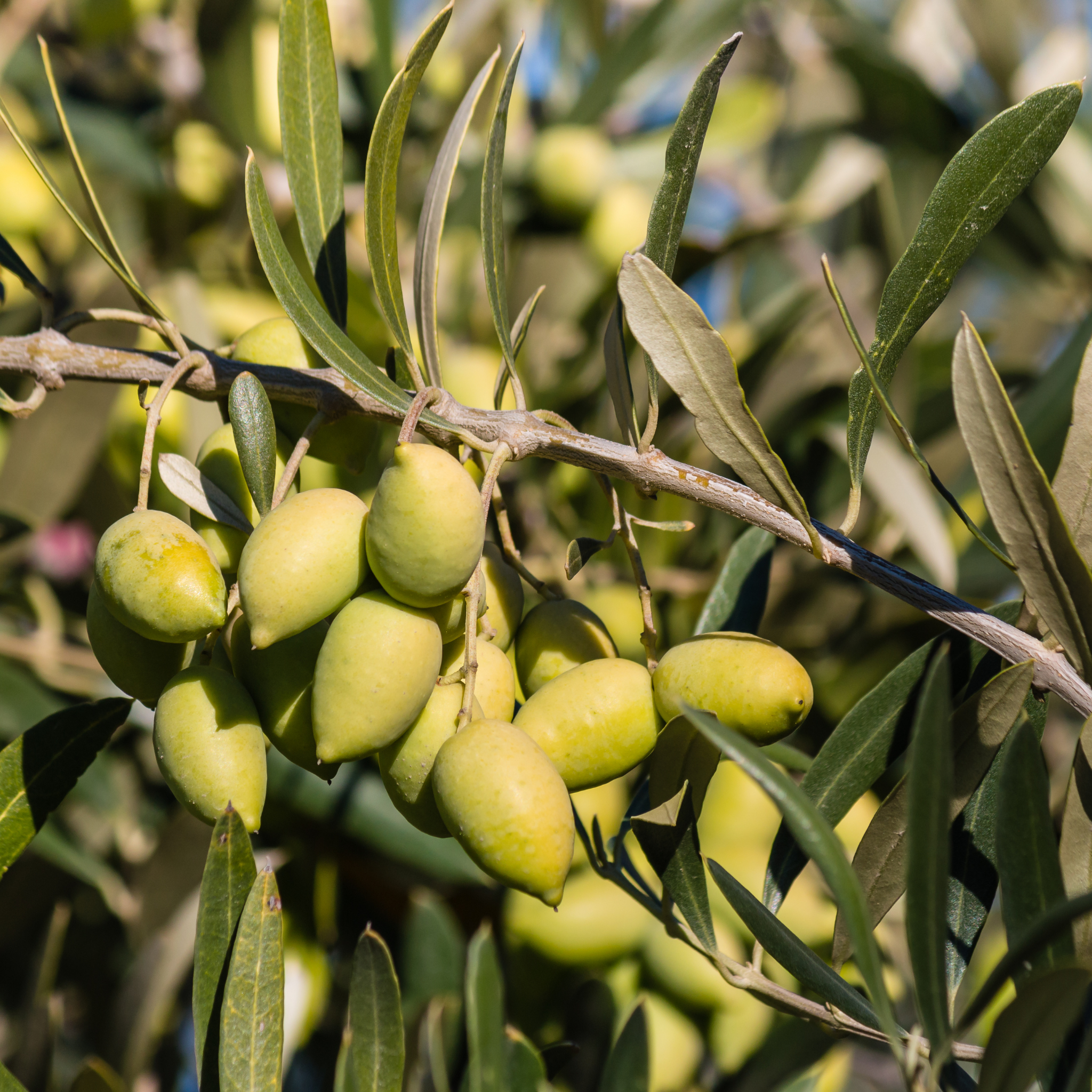 Jumbo Kalamata Olive Tree - Olea europaea Kalamata Jumbo