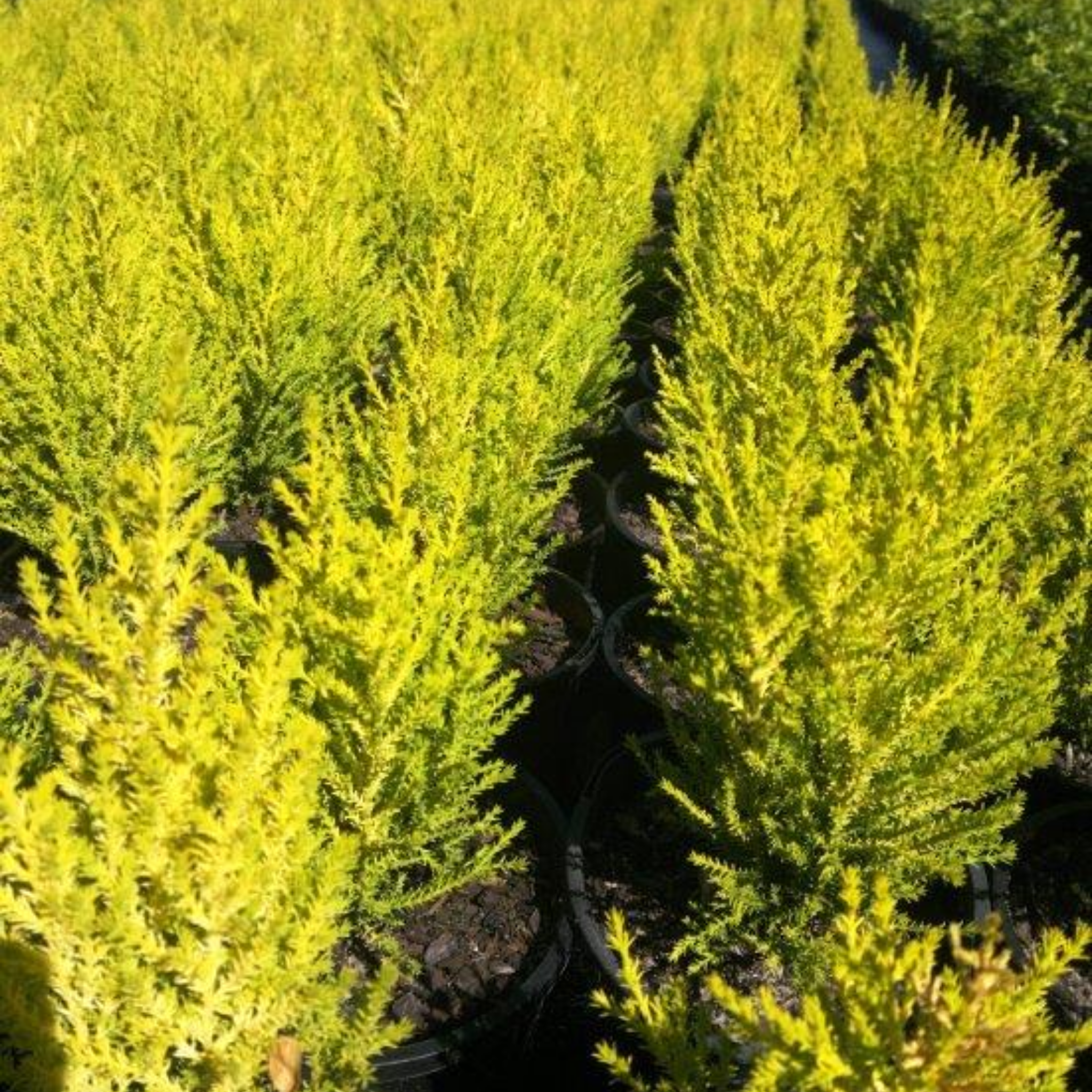 Lemon Cypress - Cupressus macrocarpa 'Lemon Scent'