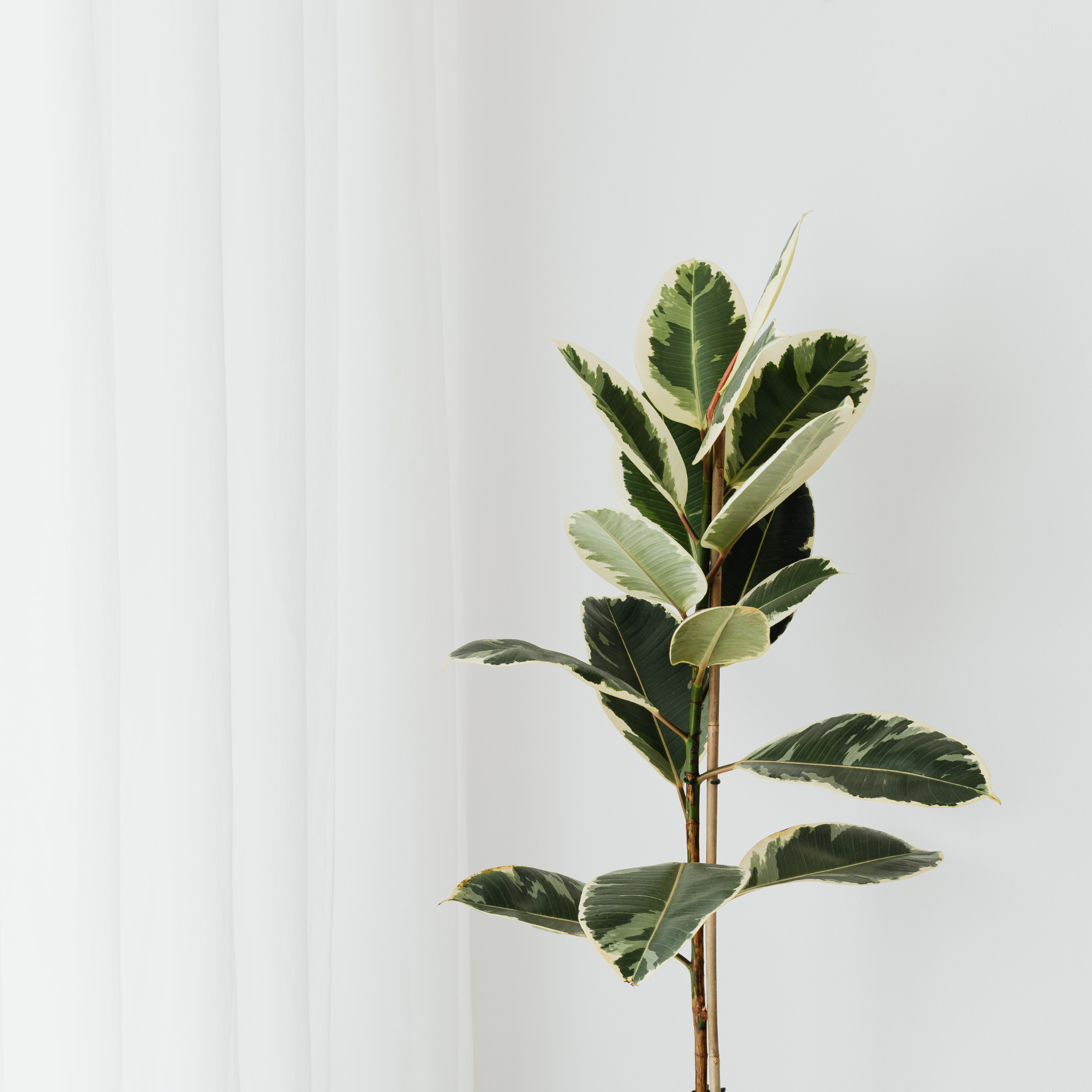 Tineke Rubber Tree Plant - Ficus elastica Tineke