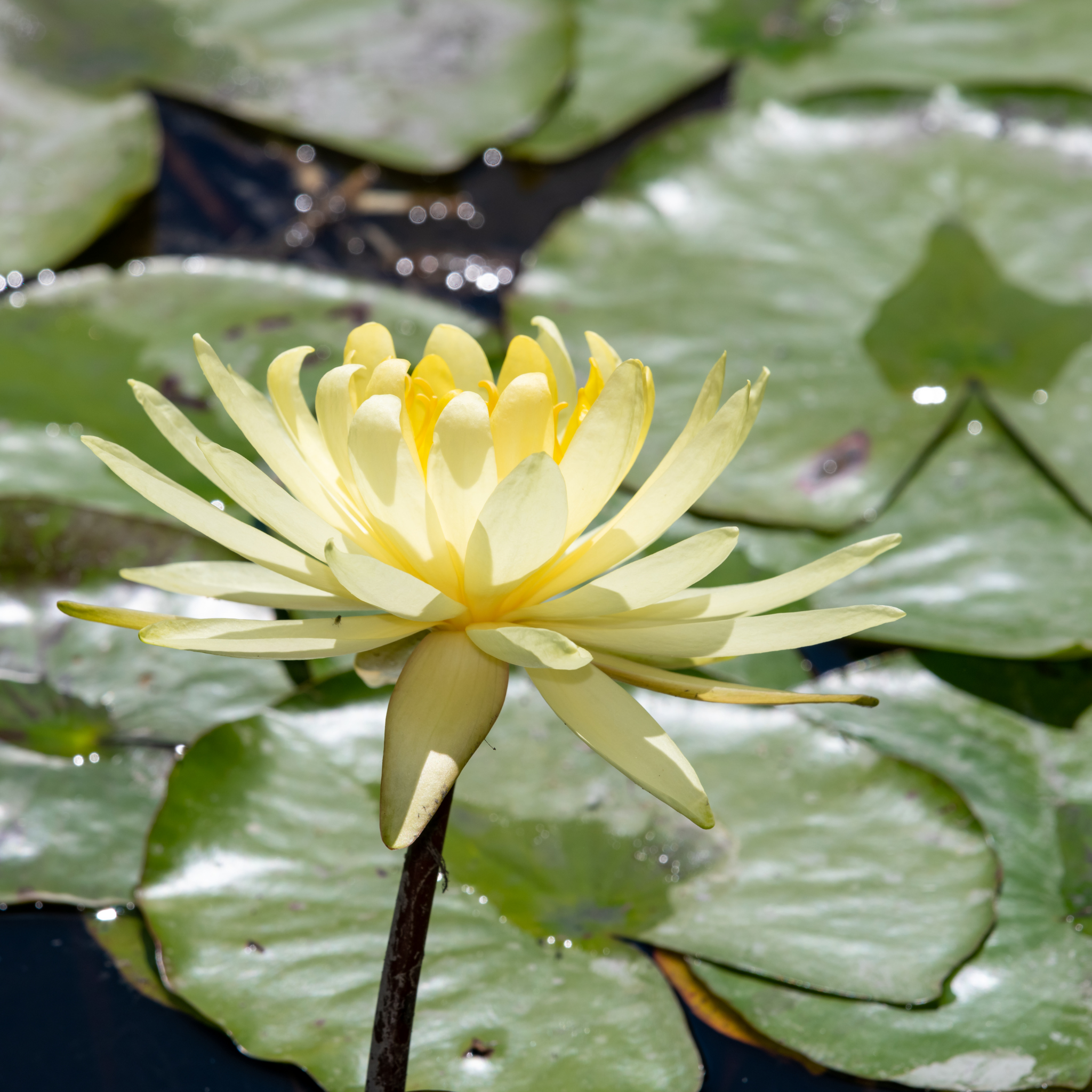 Yellow Water Lily - Nymphaea hybrida Yellow