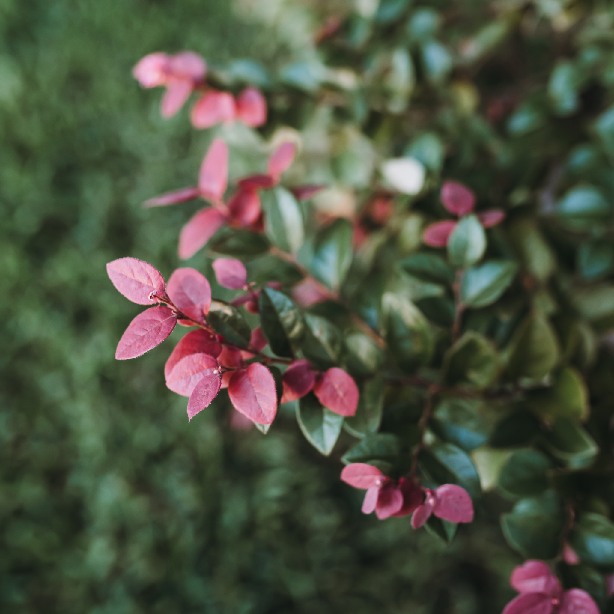 Chinese pink fringe flower - Loropetalum chinense rubrum 'China Pink'