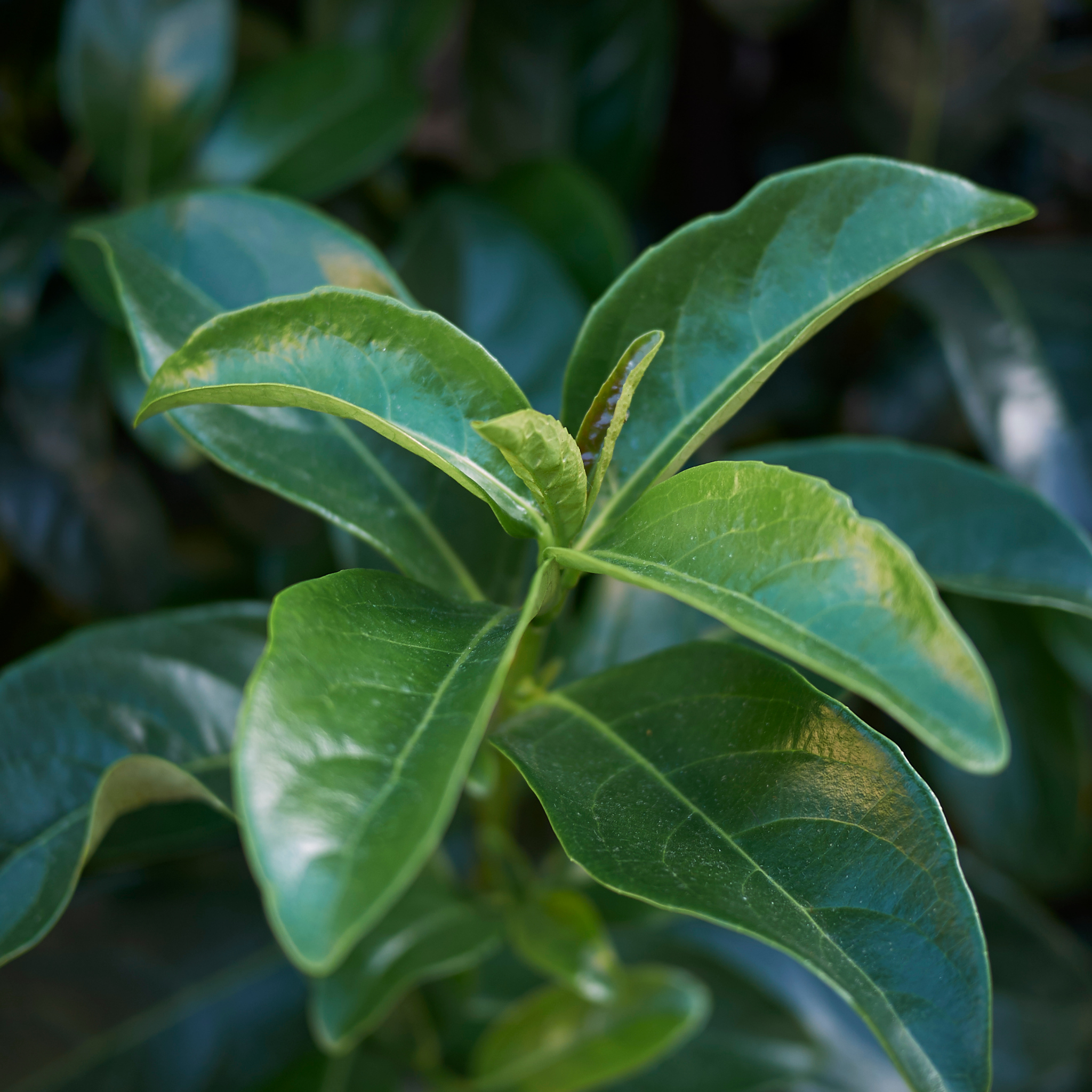 Close-up of green leaves with a blurred background
