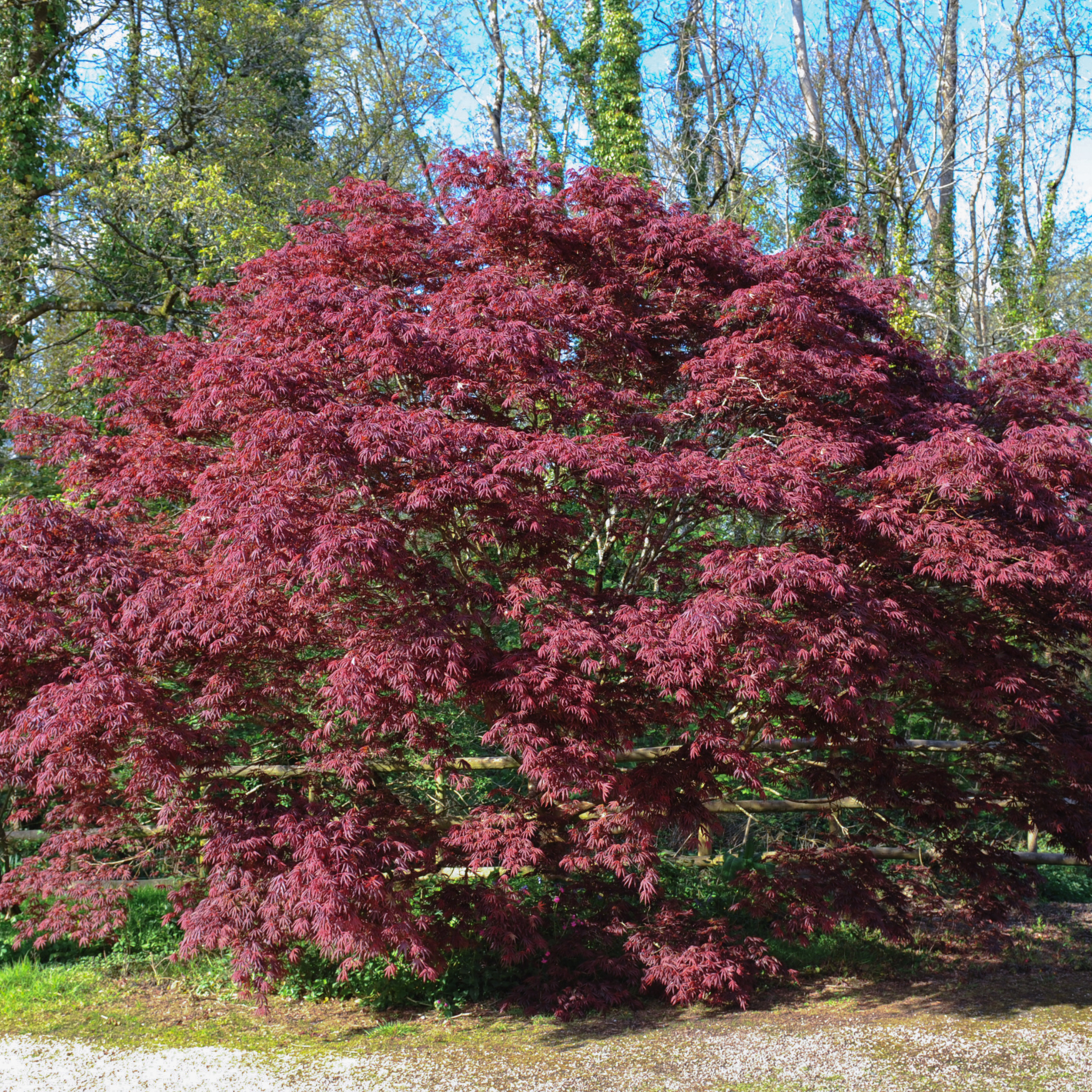 Large tree with vibrant red-brown foliage in a forest setting
