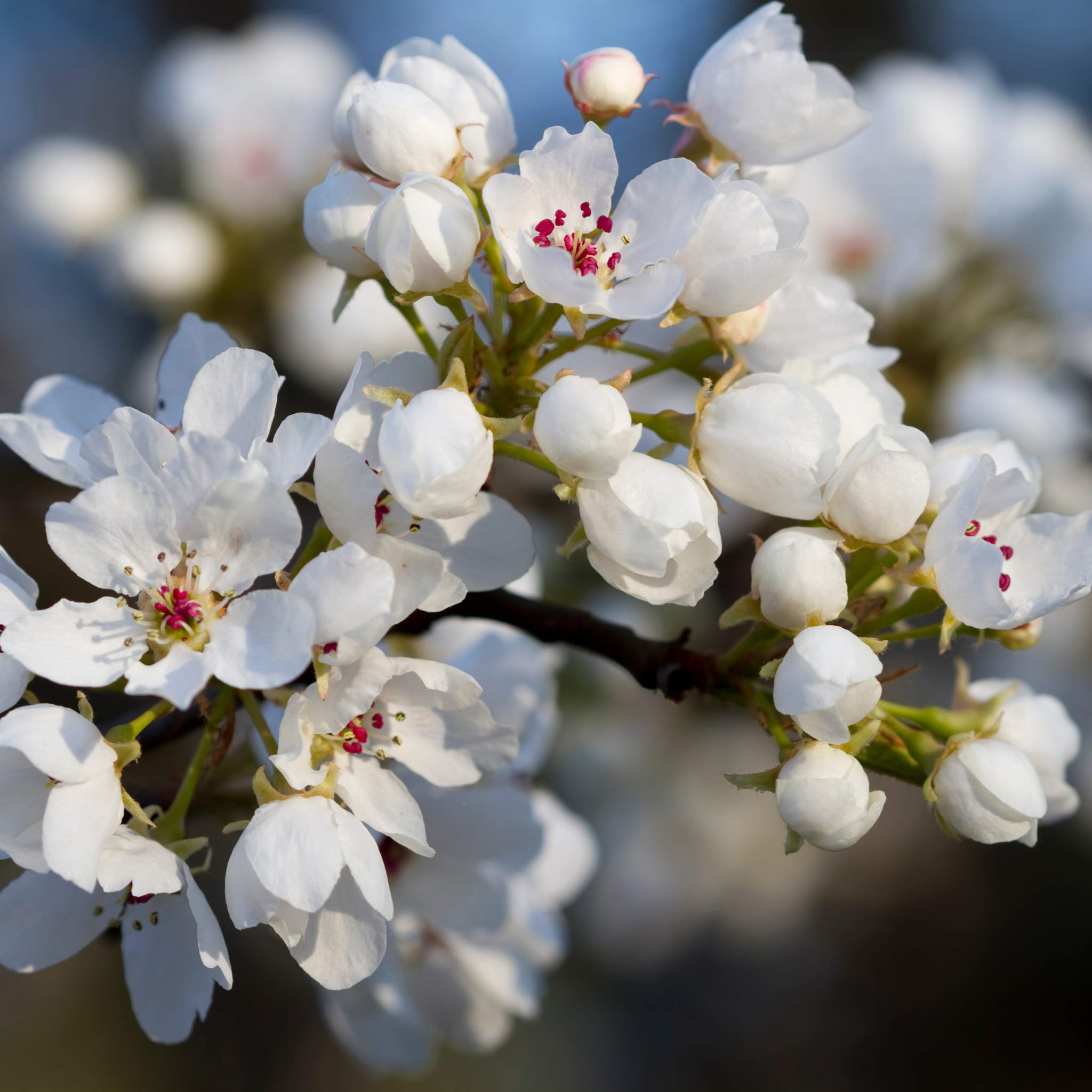 Ornamental Callery Pear Capital - Pyrus calleryana Capital