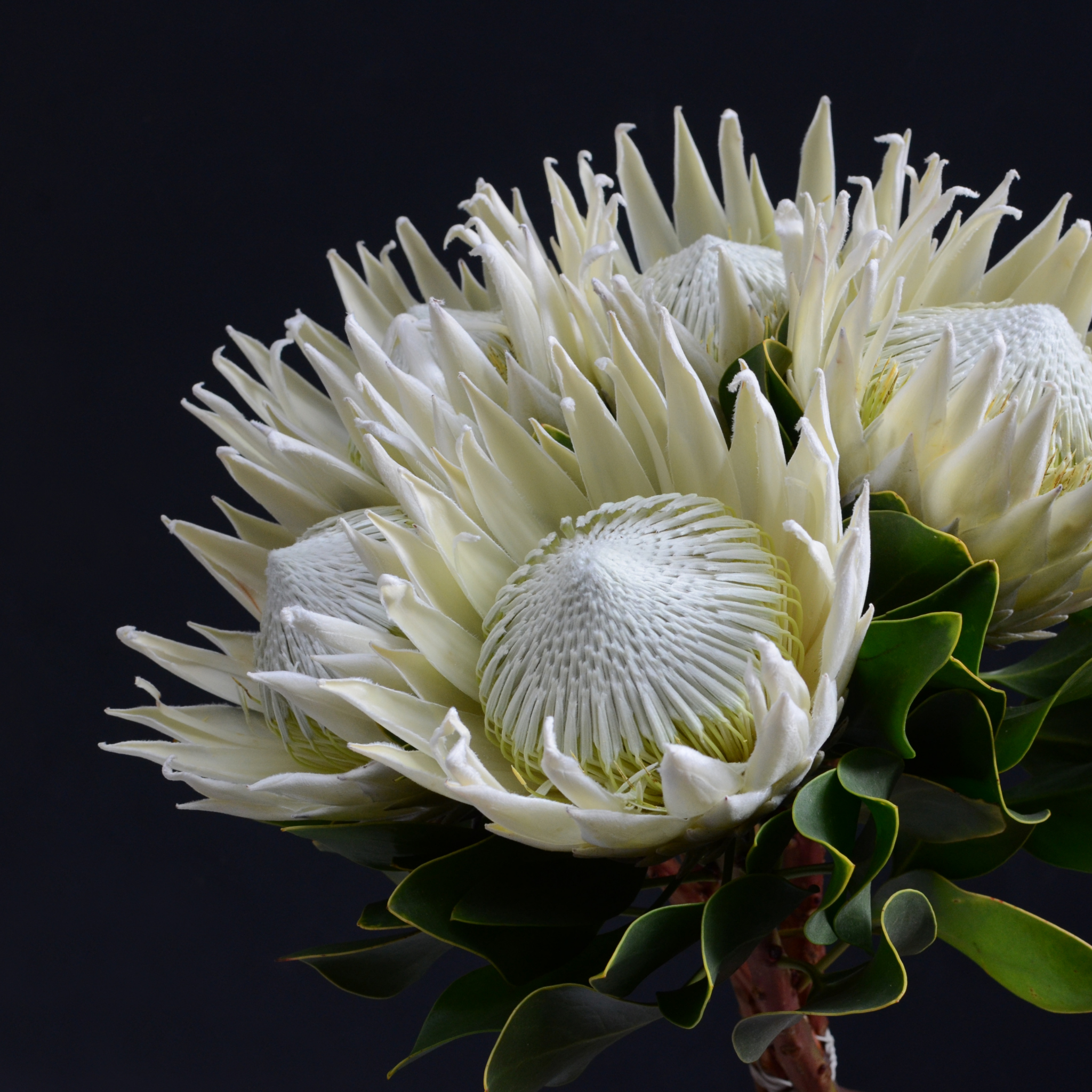 King White King Protea - Protea cynaroides King White