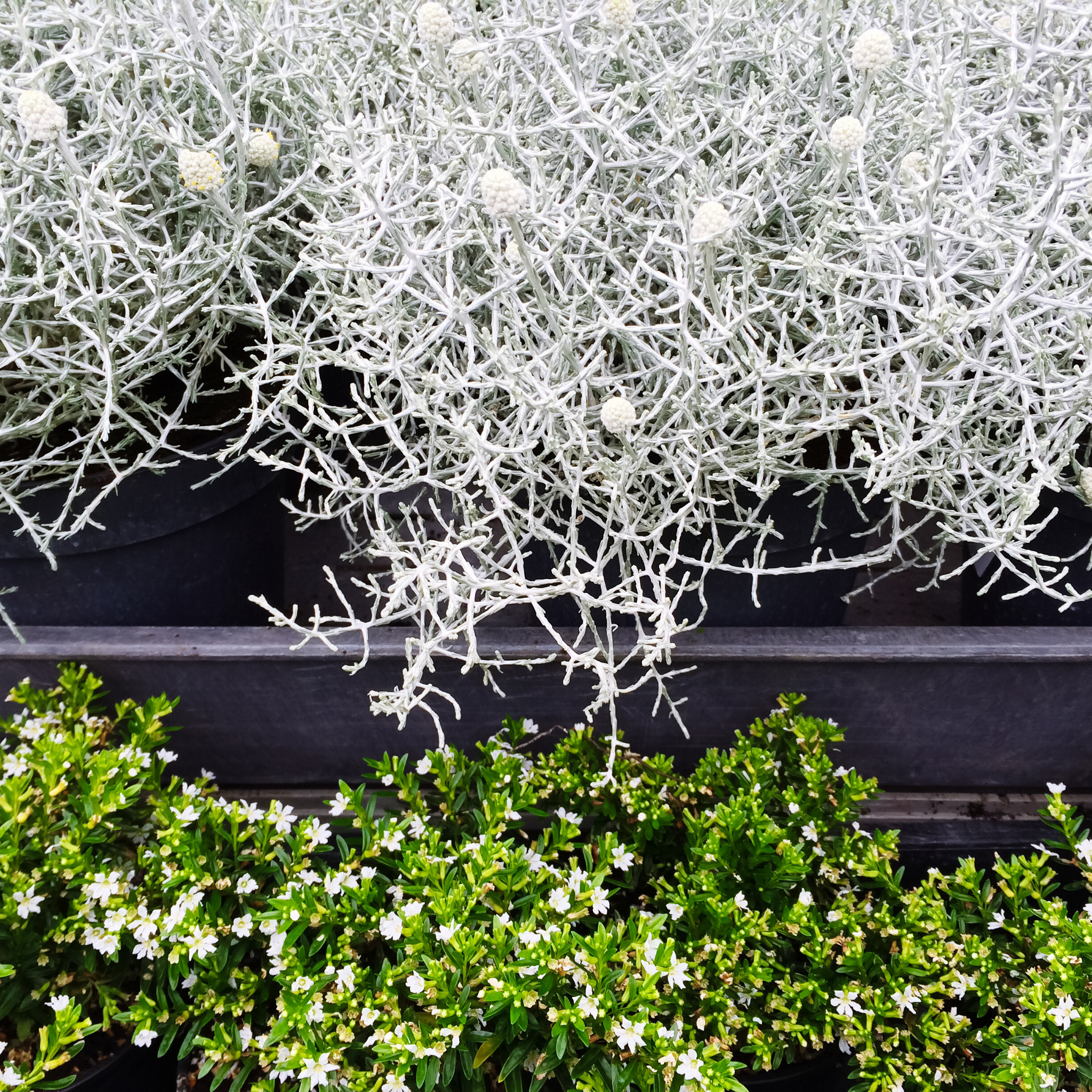 Cushion Bush Sliver Nugget - Leucophyta brownii Silver Nugget