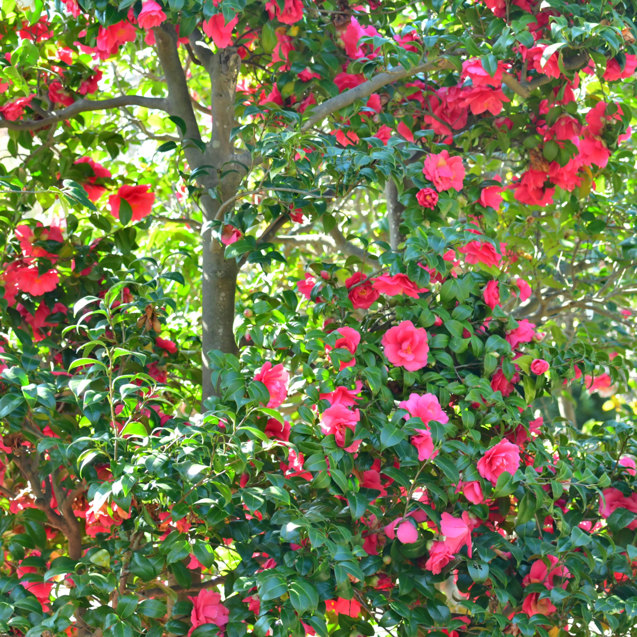 Tree with pink flowers and green leaves