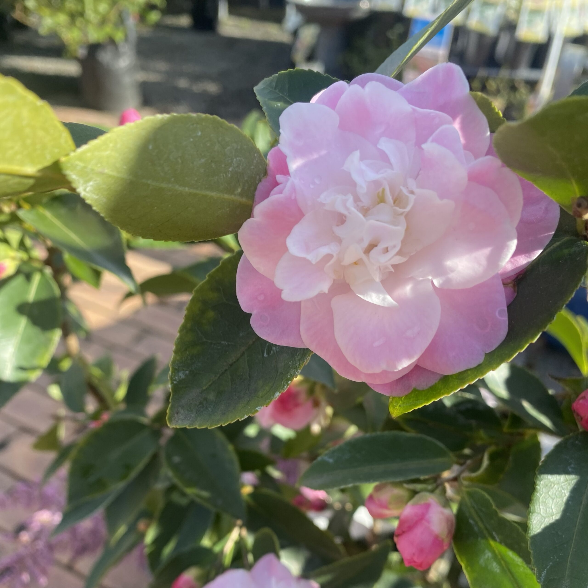 Camellia Sweet Jane - Camellia hybrida 'Sweet Jane'
