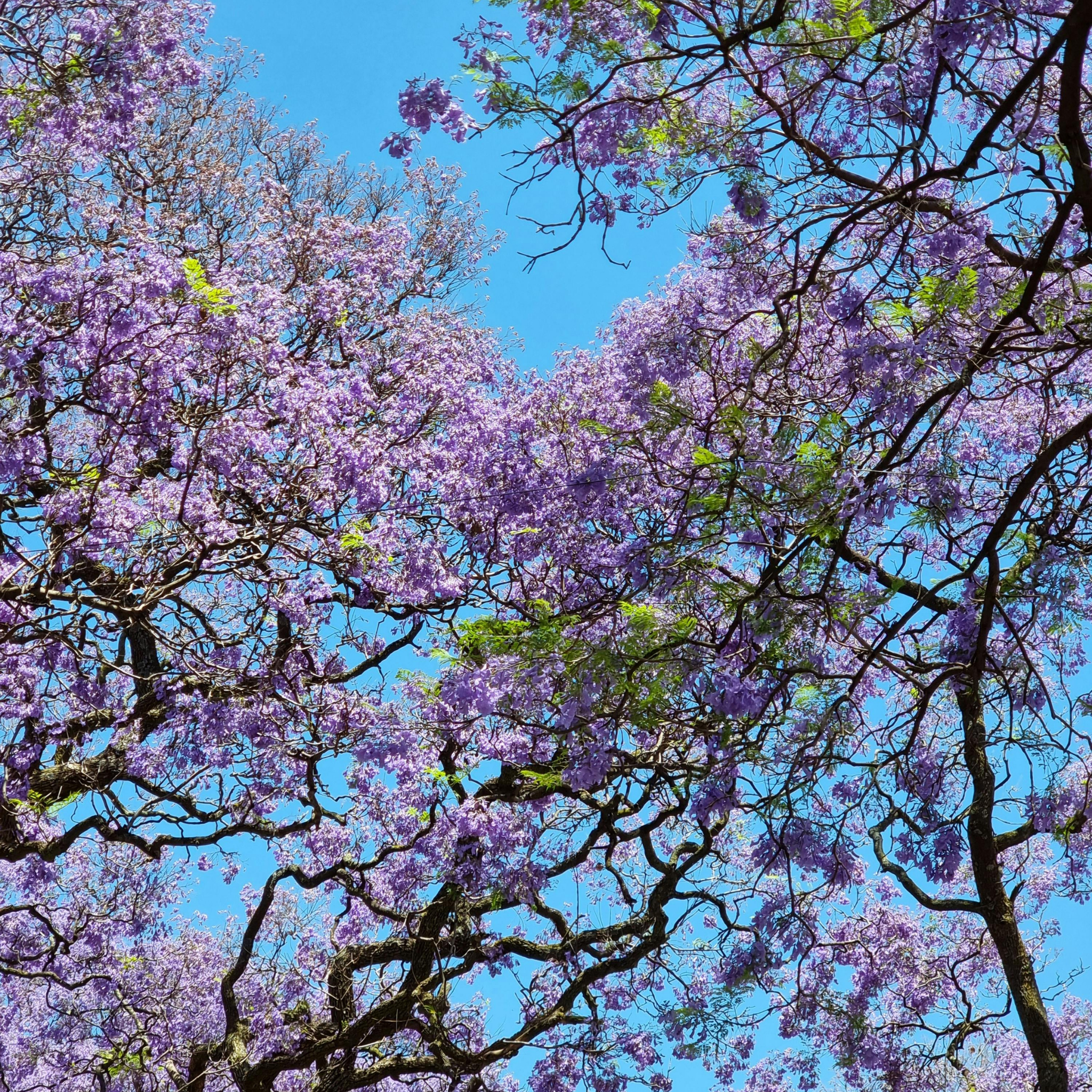Blue Jacaranda - Jacaranda mimosifolia