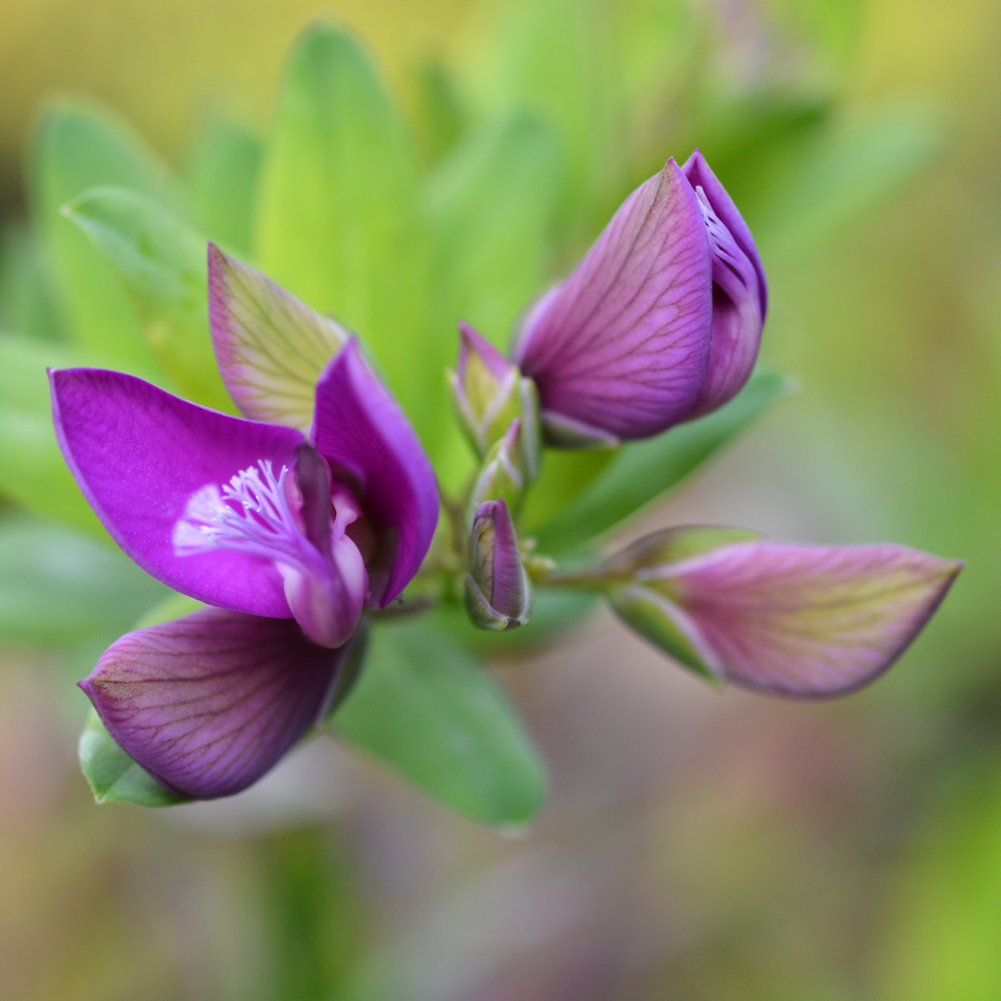 Close-up of a purple flower with green leaves on a blurred natural background