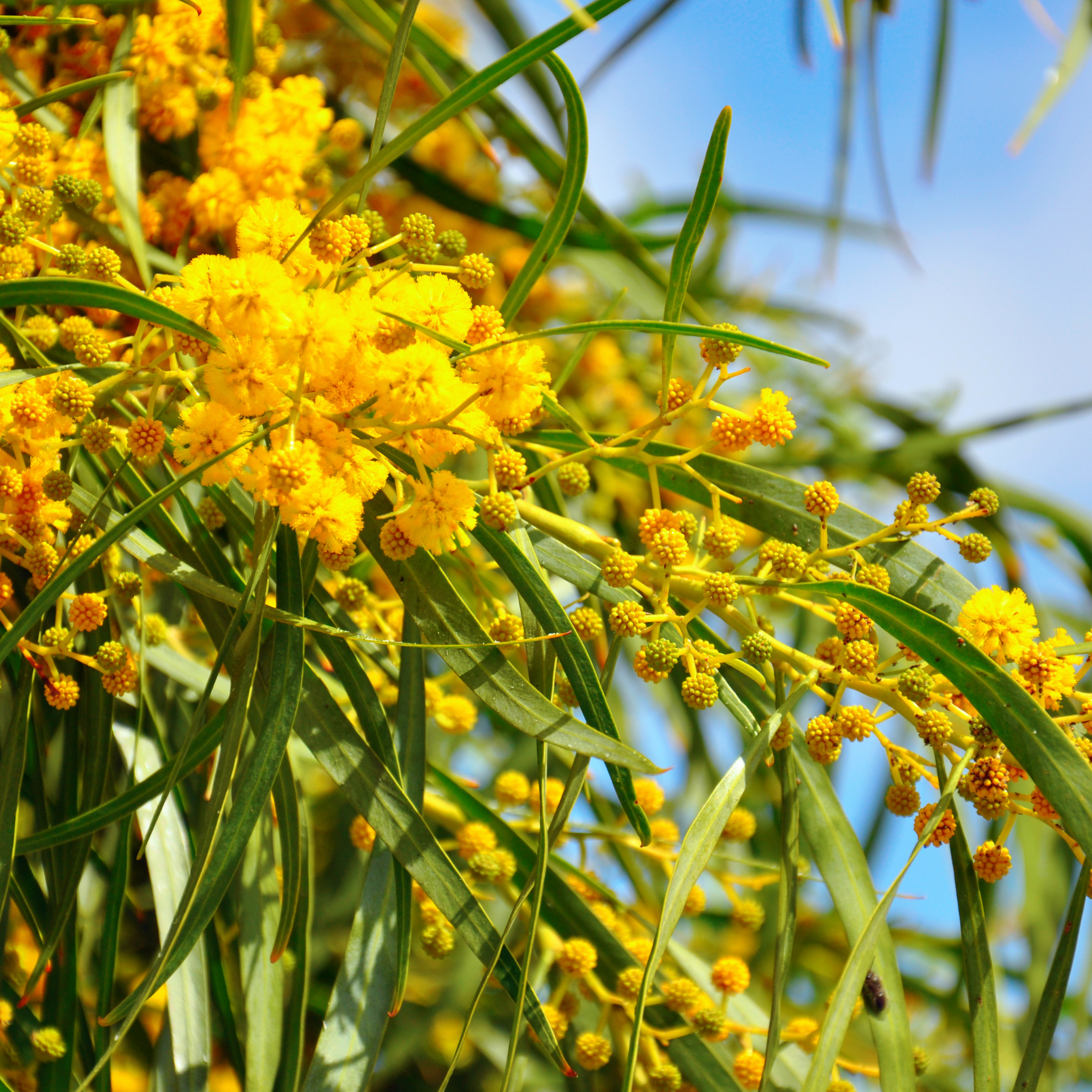 Acacia Golden Wattle - Acacia pycnantha
