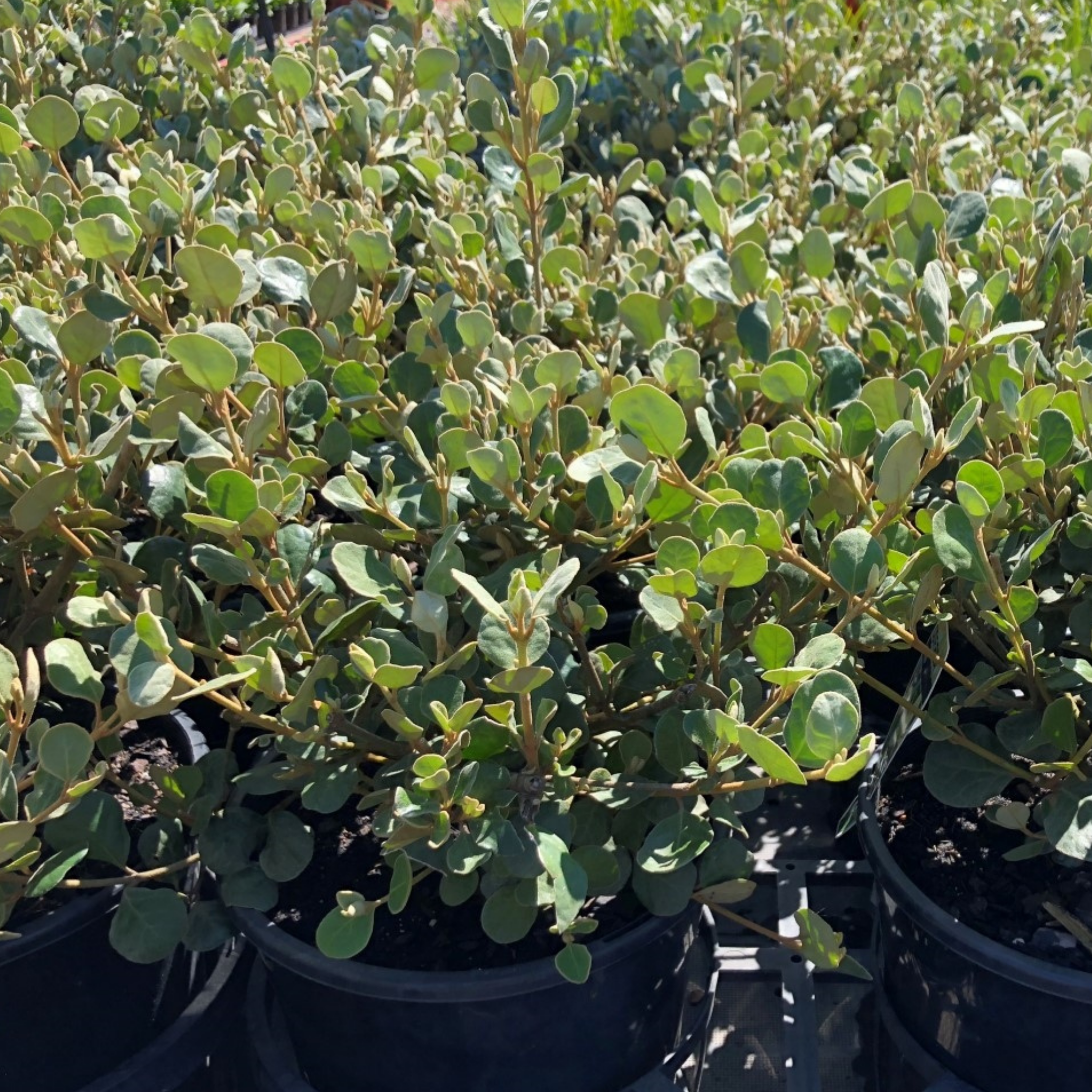 White Correa - Correa alba