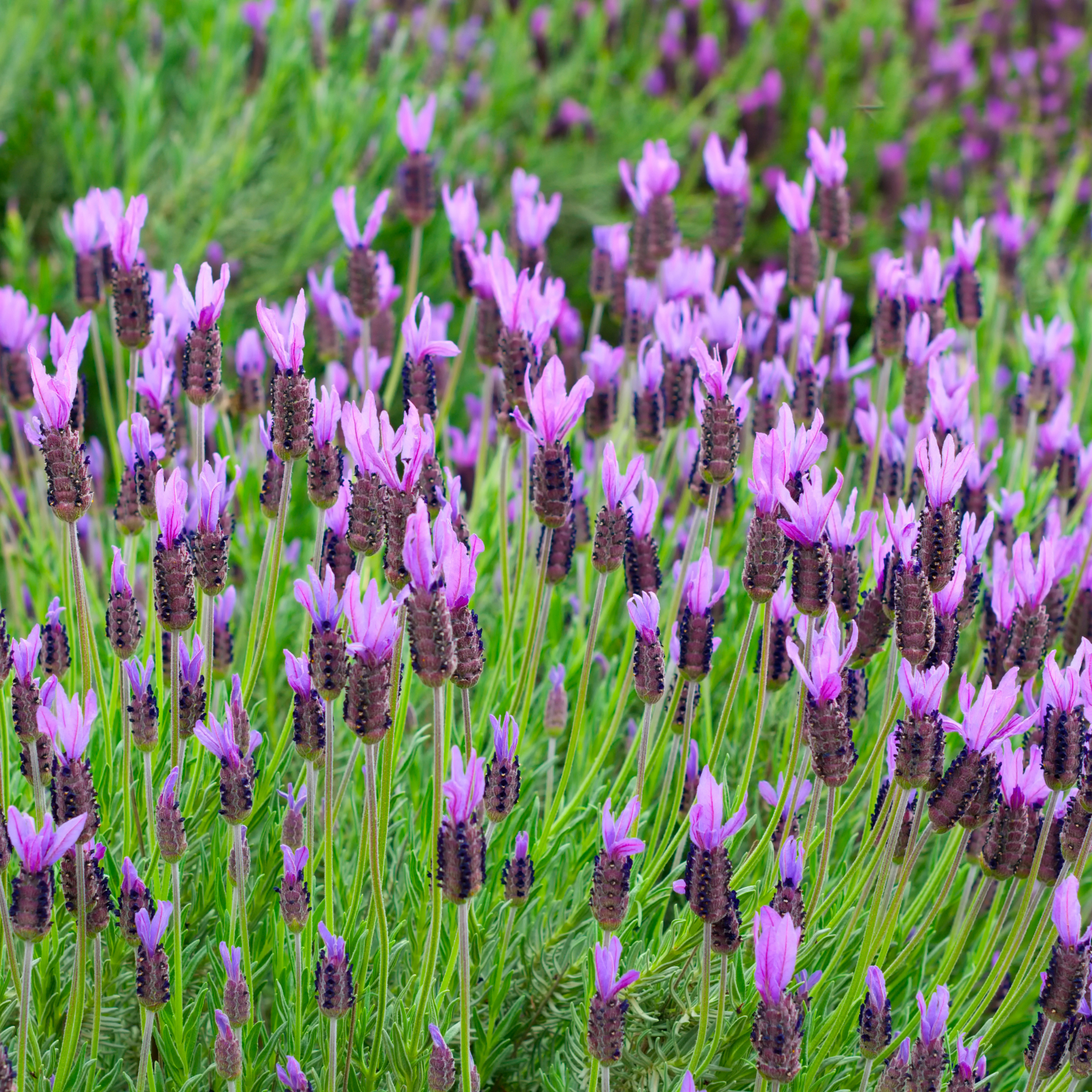 Lavandula pedunculata La Diva Papillon Big Night