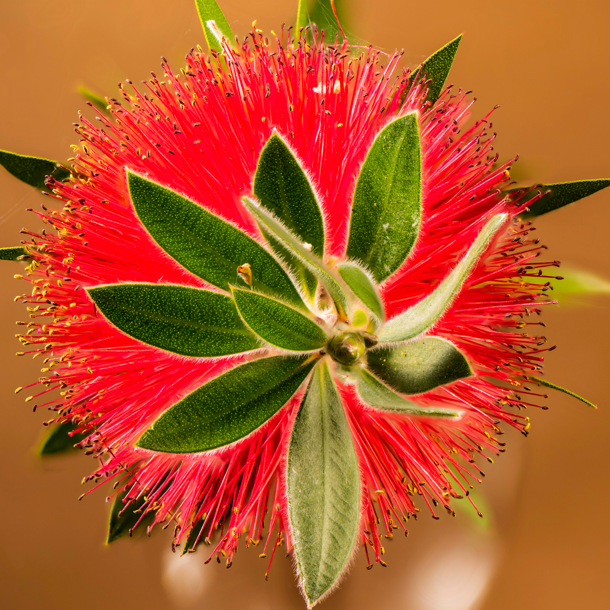 Dwarf Weeping Bottlebrush Better John - Callistemon viminalis 'Better John' PBR