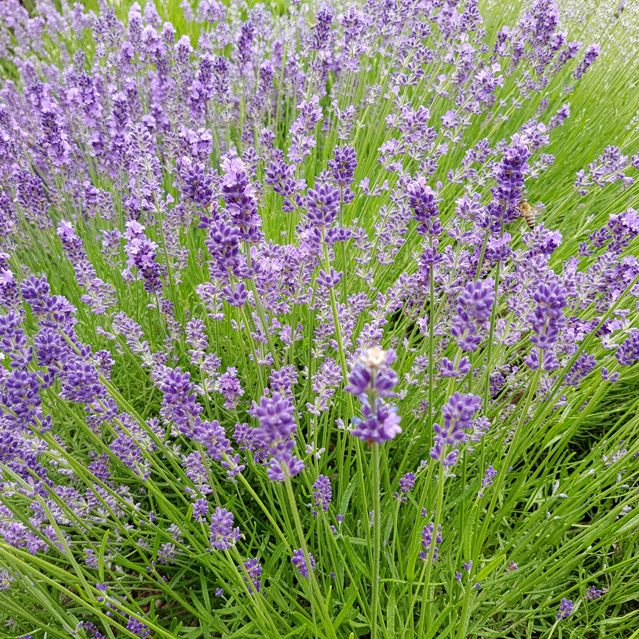 Dwarf French Lavender - Lavandula dentata La Diva Imperial