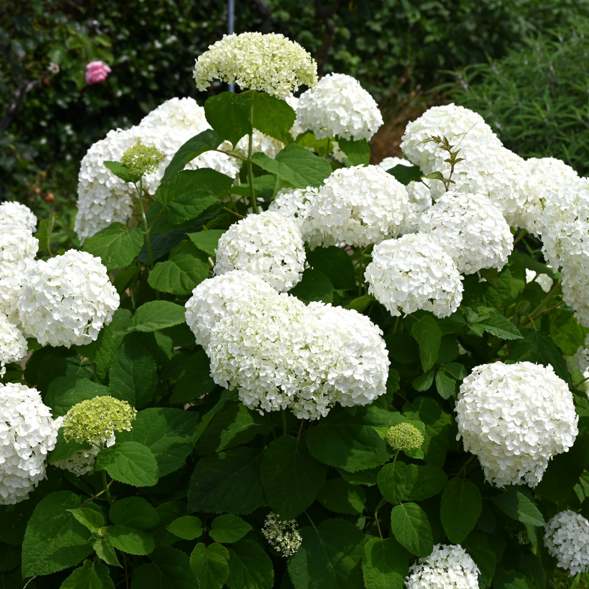 Hydrangea arborescens 'Annabelle' – Smooth Hydrangea