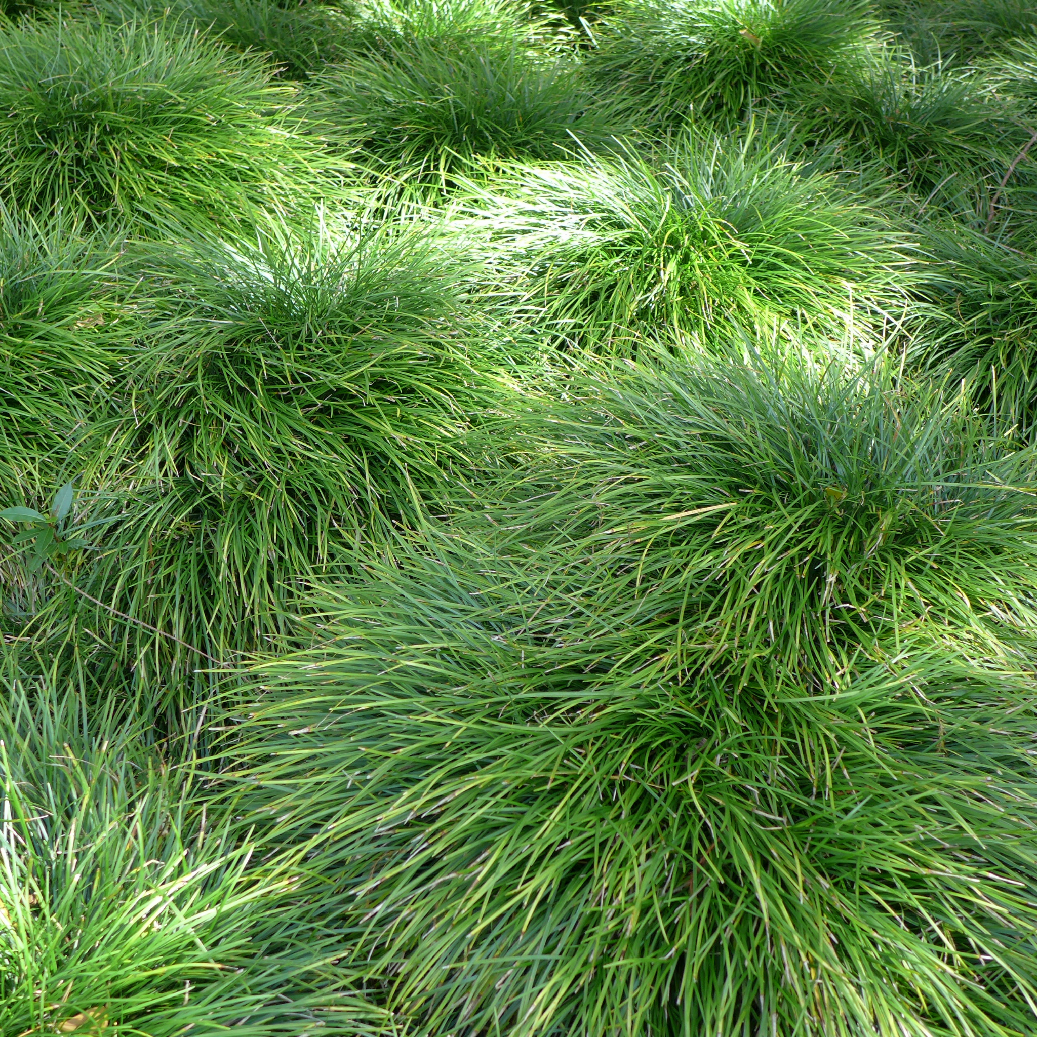 Mondo Grass - Ophiopogon japonicus