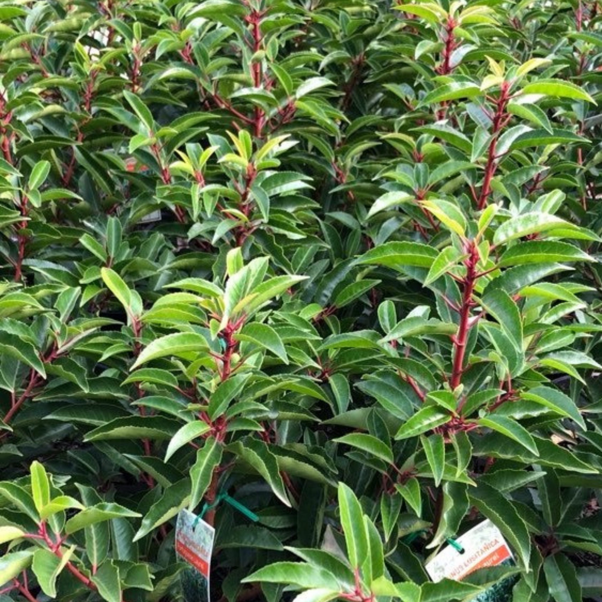 Cluster of green plants with red stems and leaves, with a focus on the foliage.