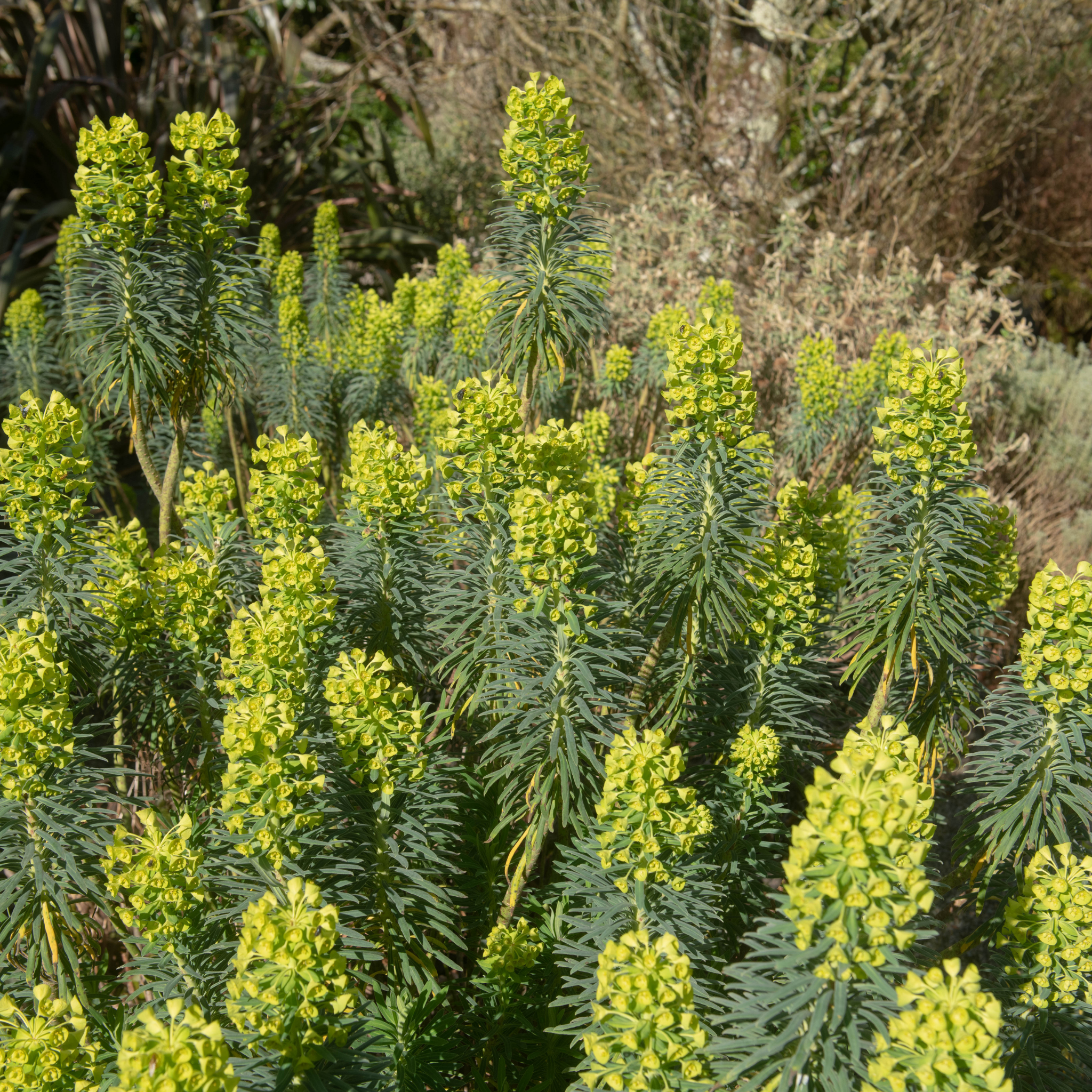 Mediterranean Spurge - Euphorbia characias wulfenii