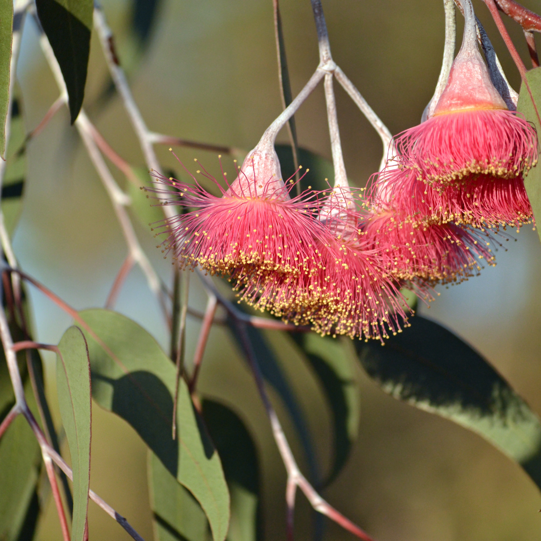 Eucalyptus Silver Princess Gum - Eucalyptus caesia Silver Princess