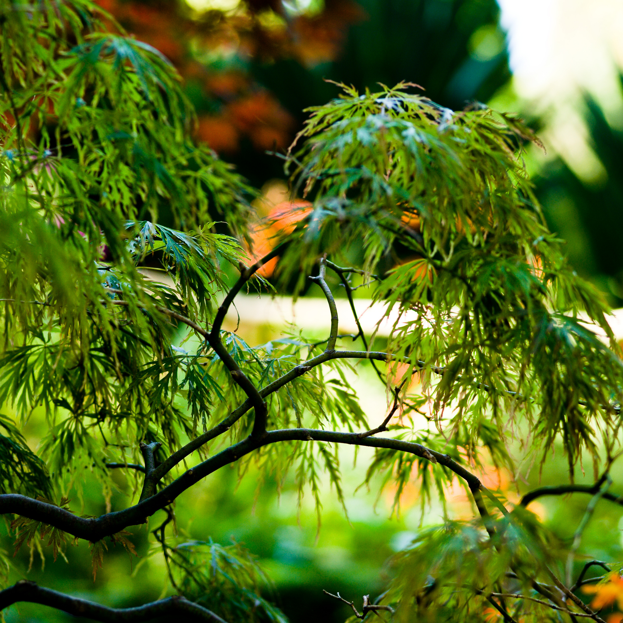 Weeping Japanese Maple - Acer palmatum Dissectum