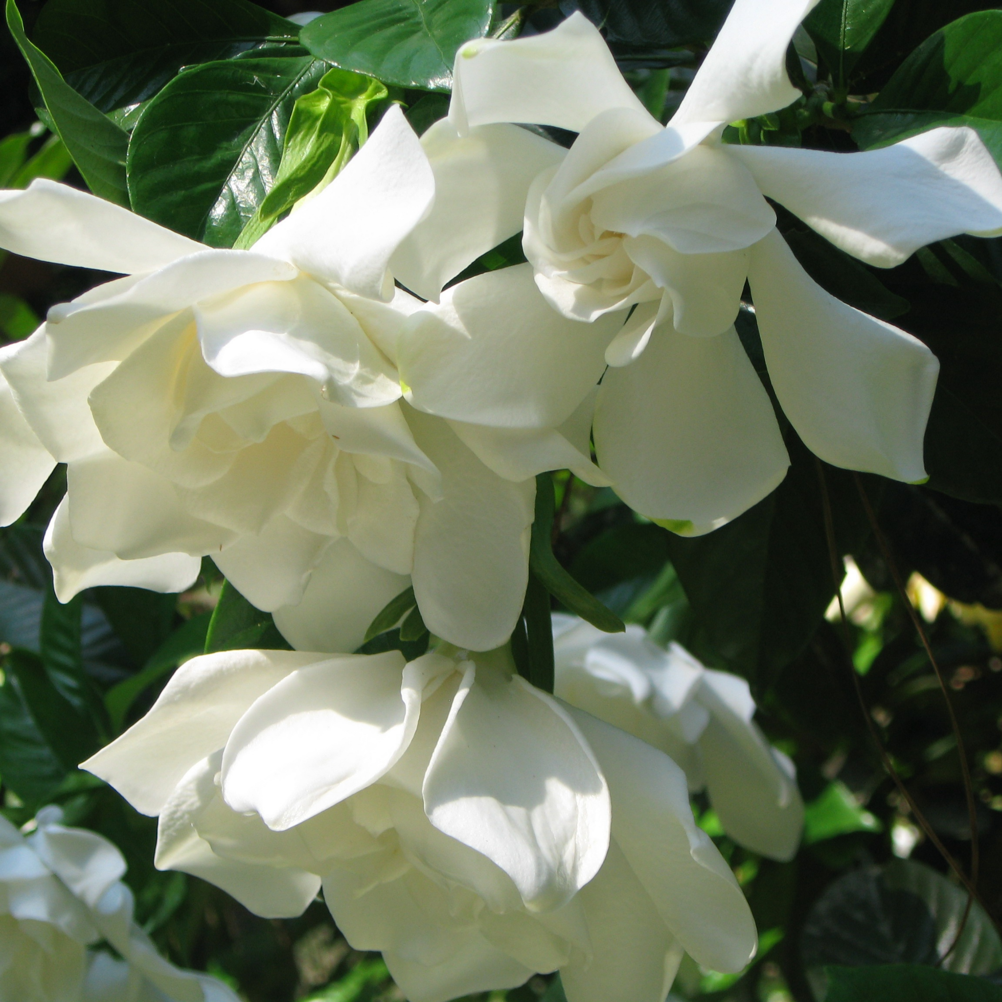 Creeping Gardenia - Gardenia jasminoides 'Radicans'