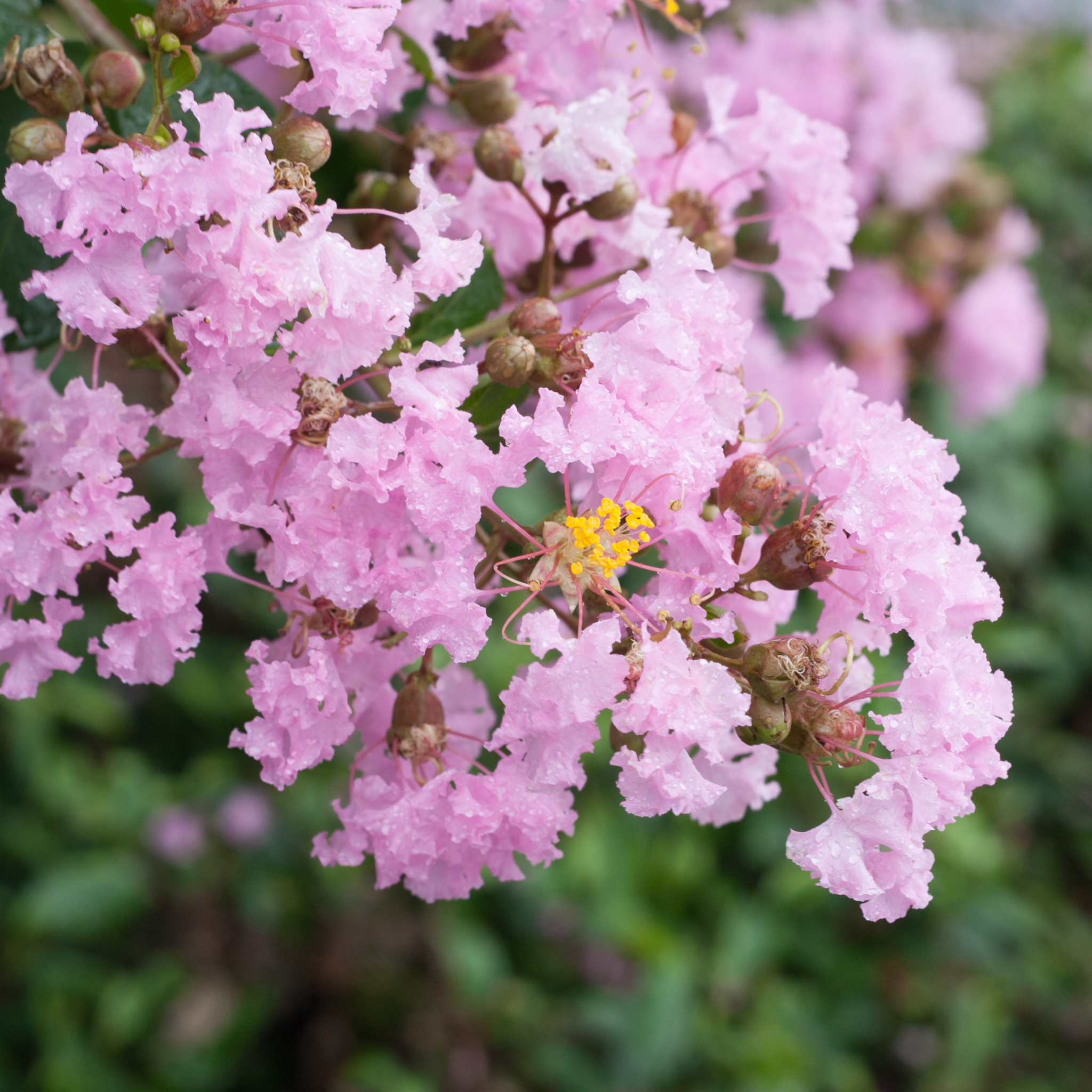 Purple Crepe Myrtle - Lagerstroemia indica fauriei Lipan