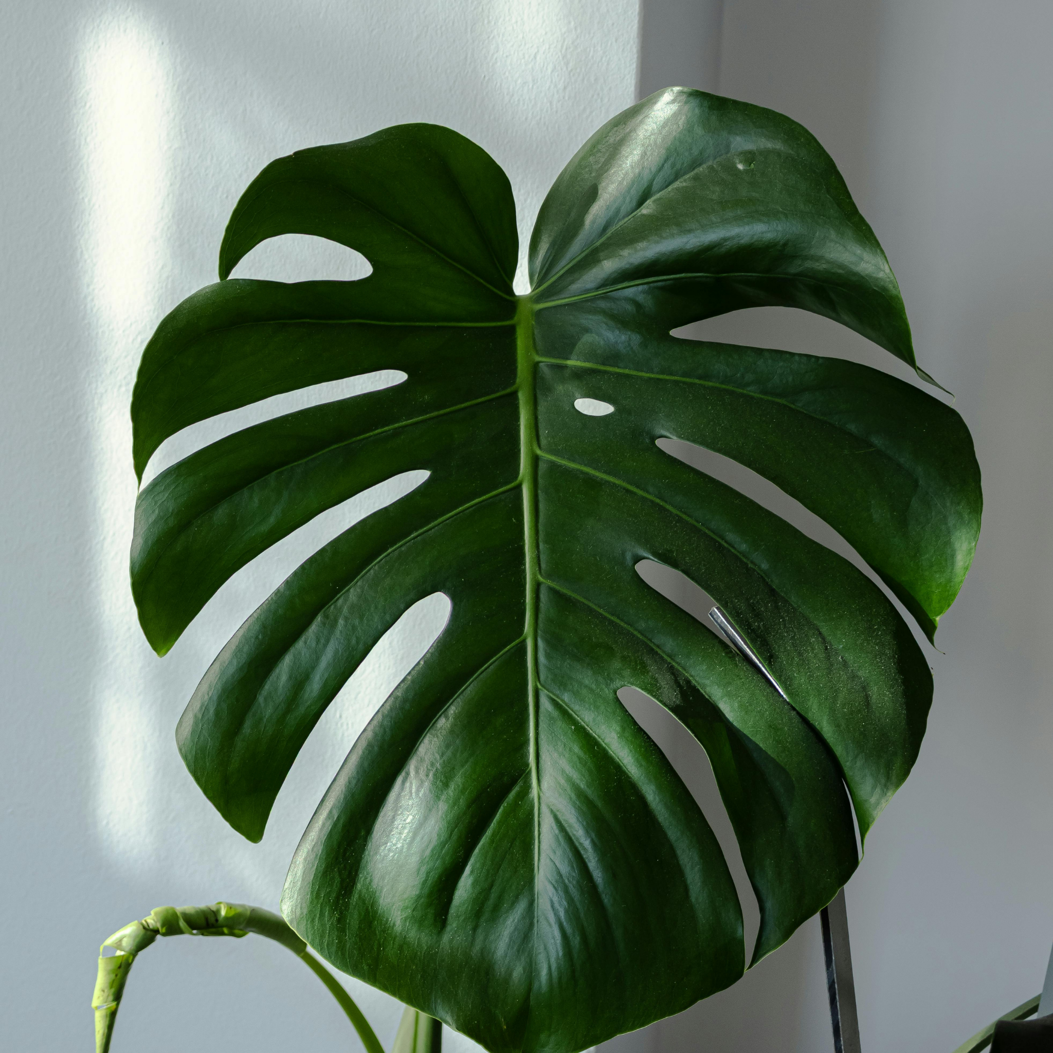 Swiss Cheese Plant - Monstera deliciosa