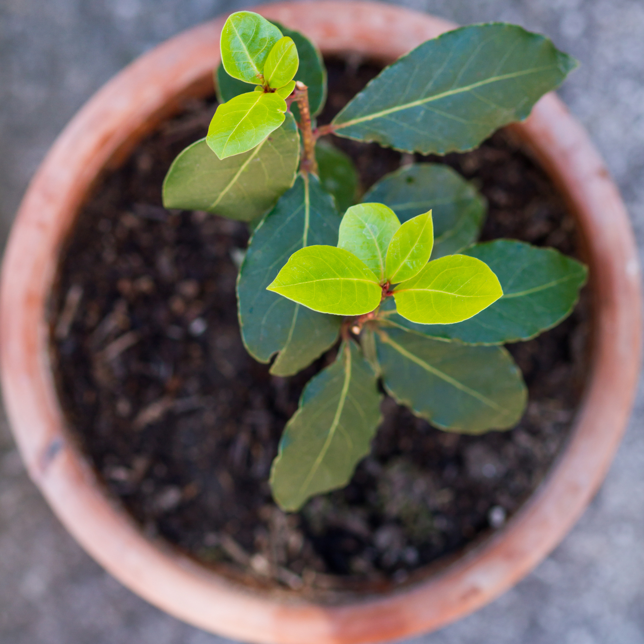 Bay Laurel Tree - Laurus nobilis