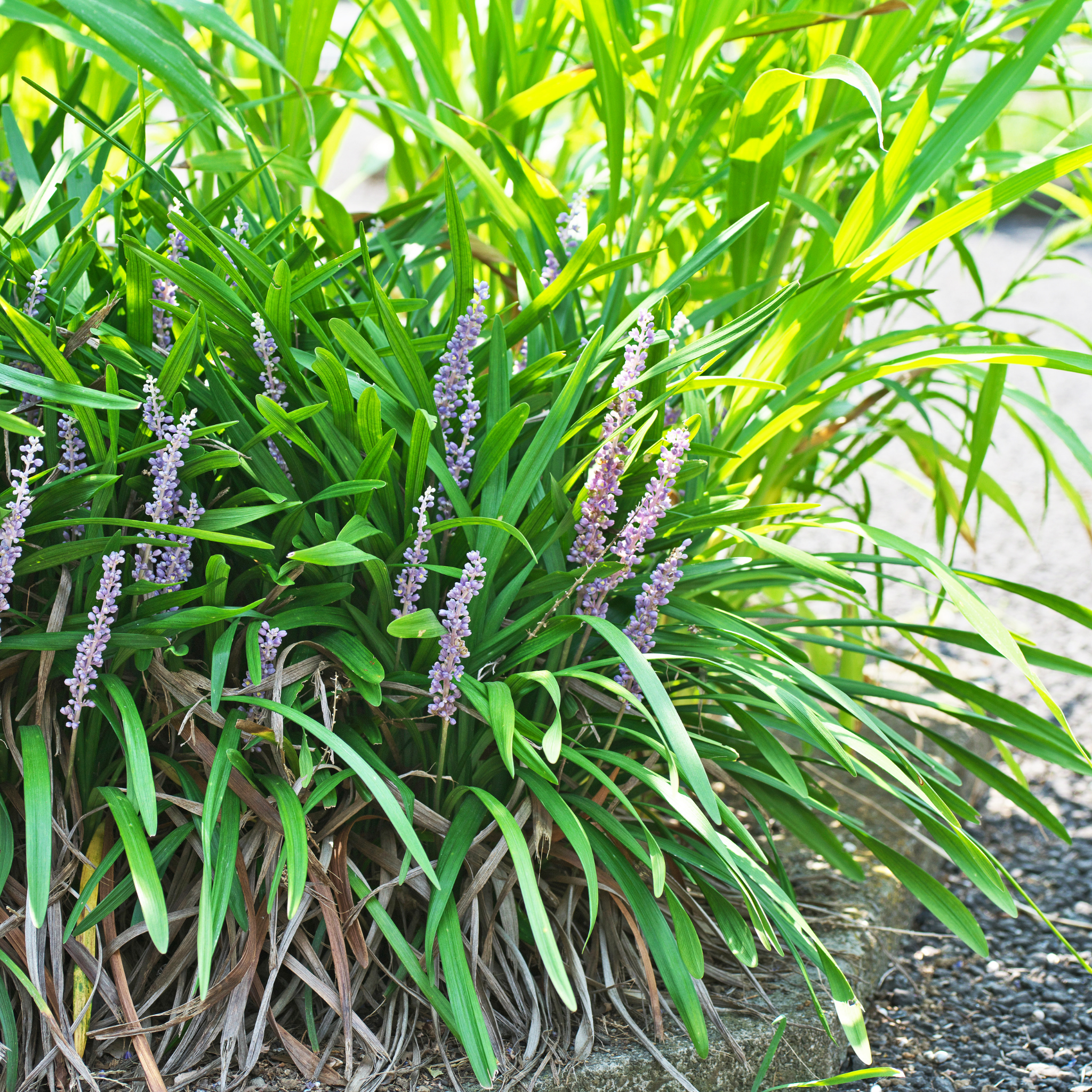 Lillyturf Royal Purple - Liriope muscari Royal Purple