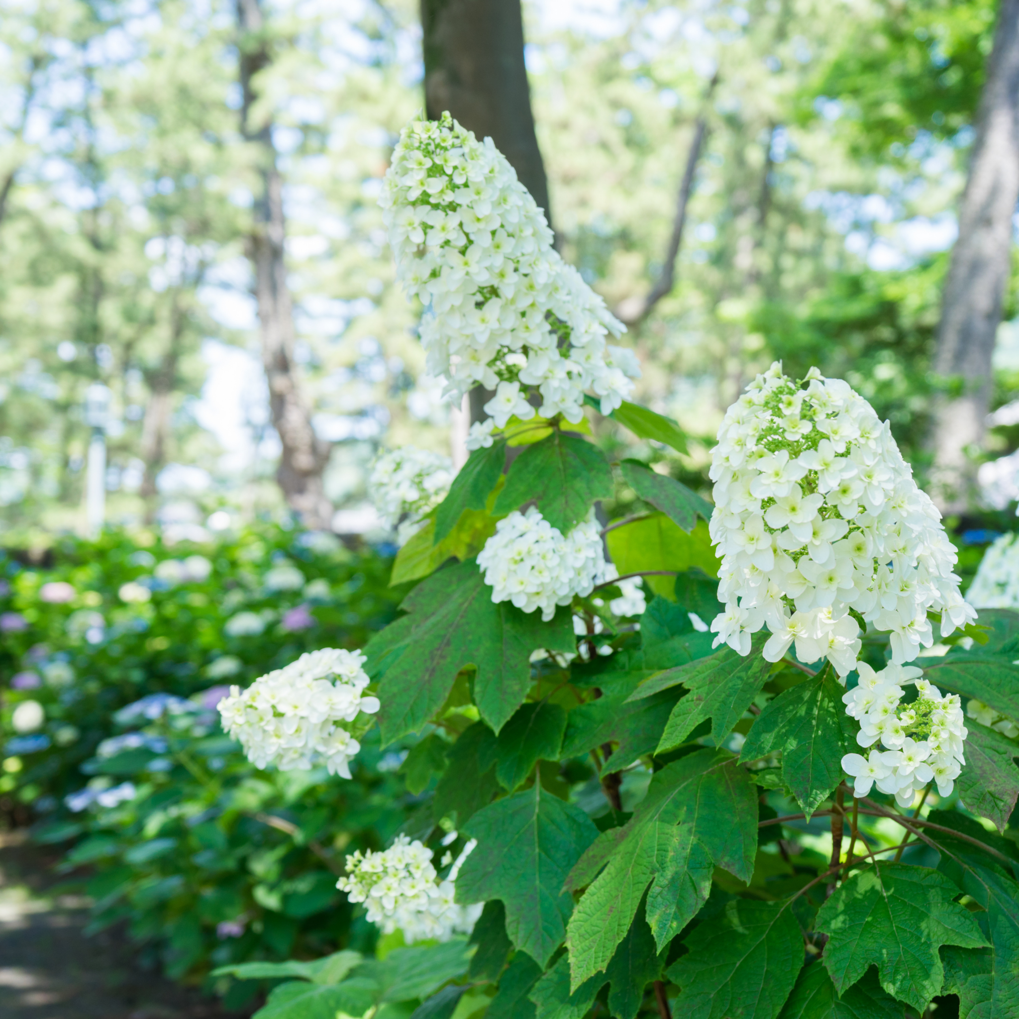 Oakleaf Hydrangea - Hydrangea quercifolia 'Snow Queen'