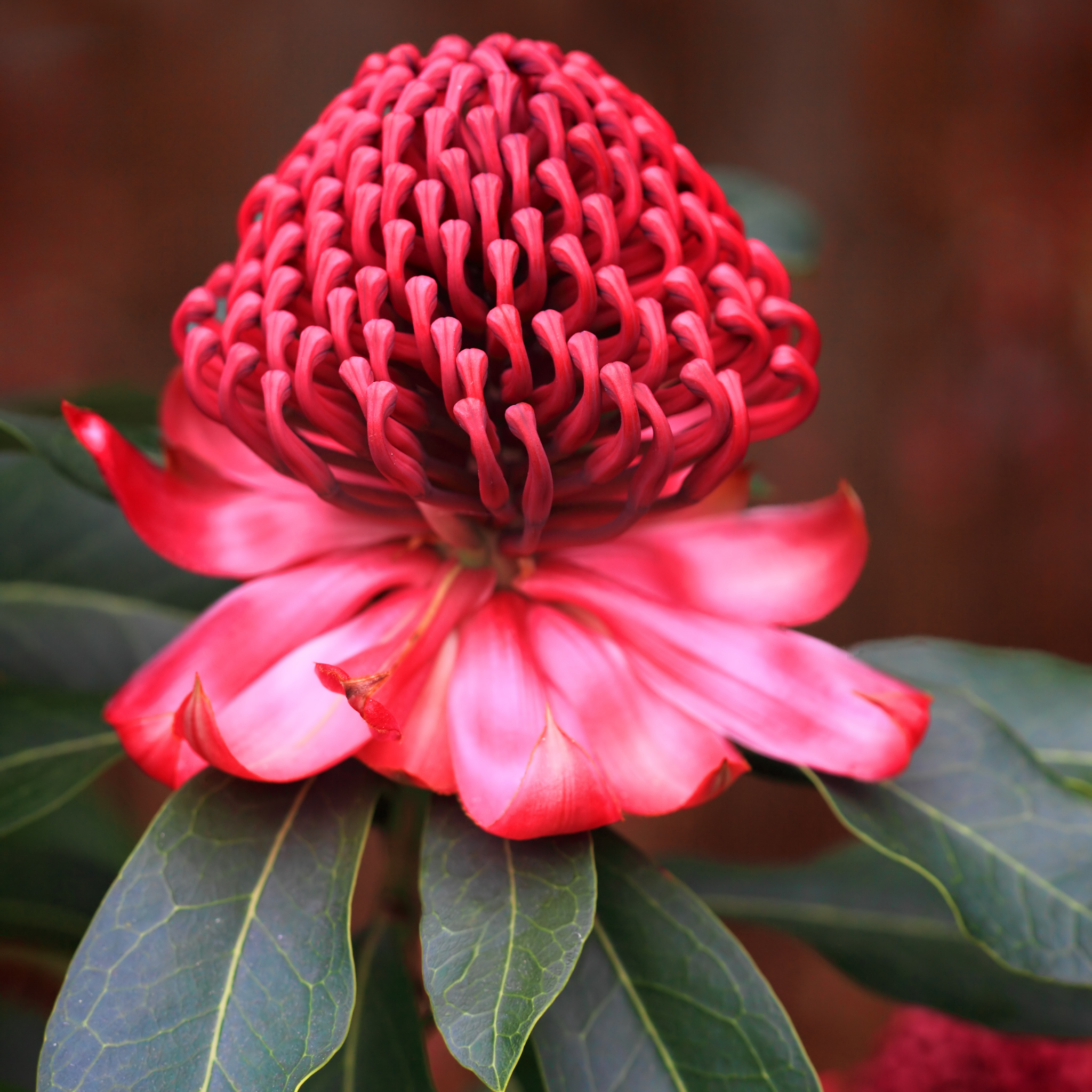 Waratah Shady Lady Red - Telopea speciosissima oreade Shady Lady Red