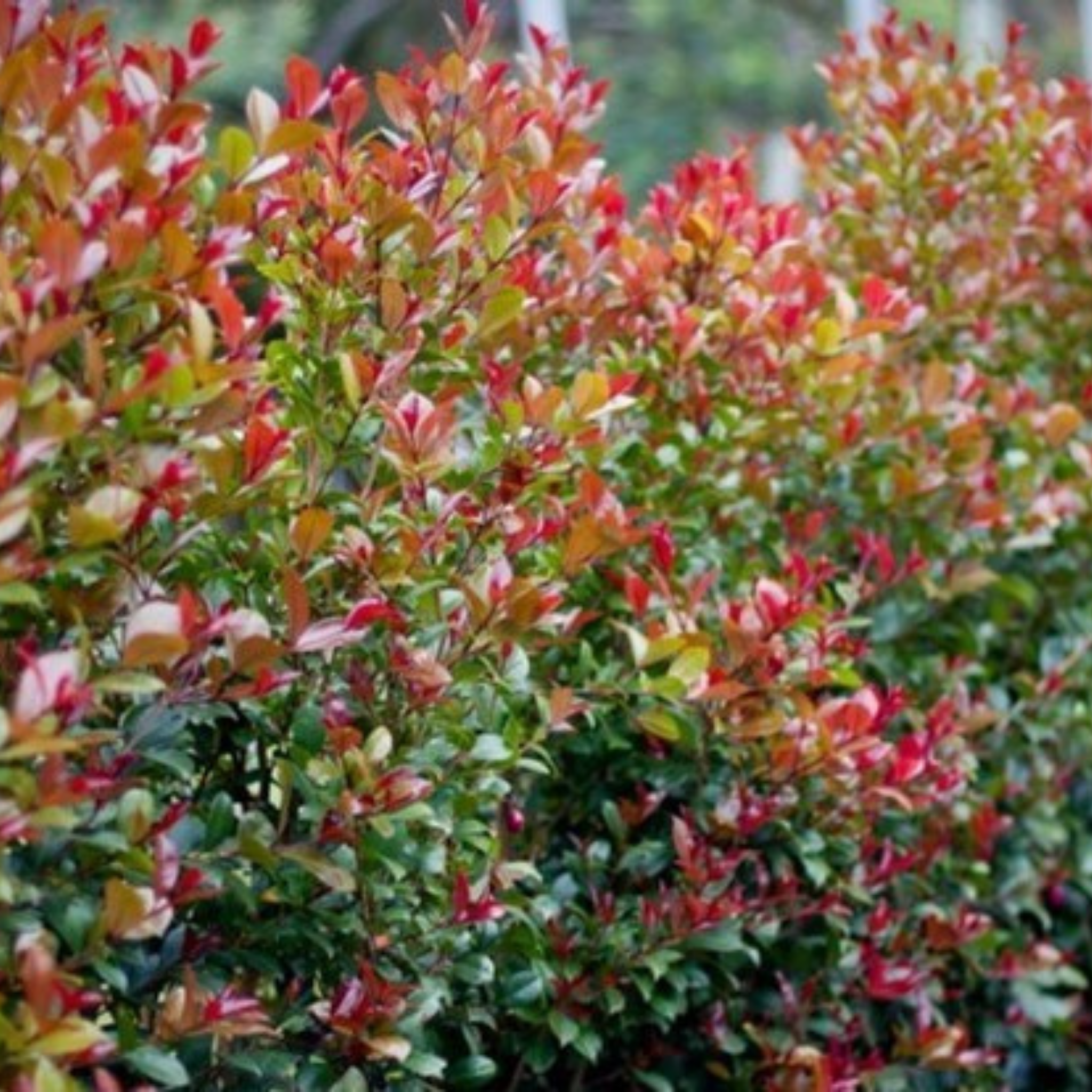 Lilly Pilly Big Red - Syzygium australe Big Red PBR