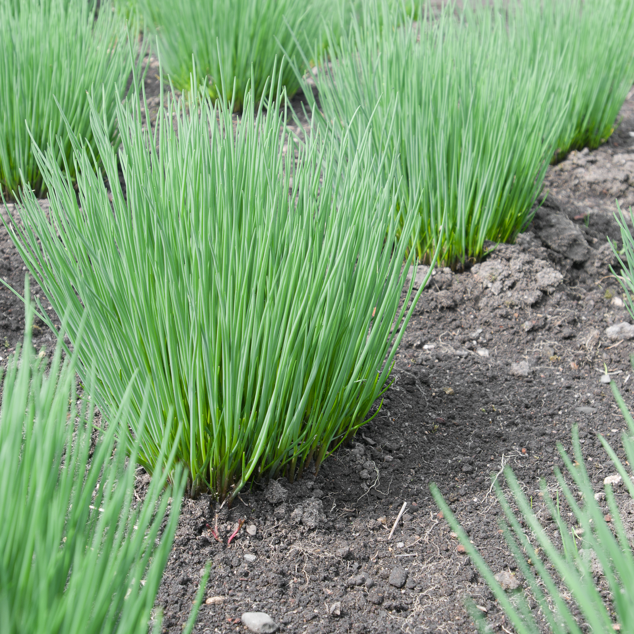 Chives - Allium schoenoprasum