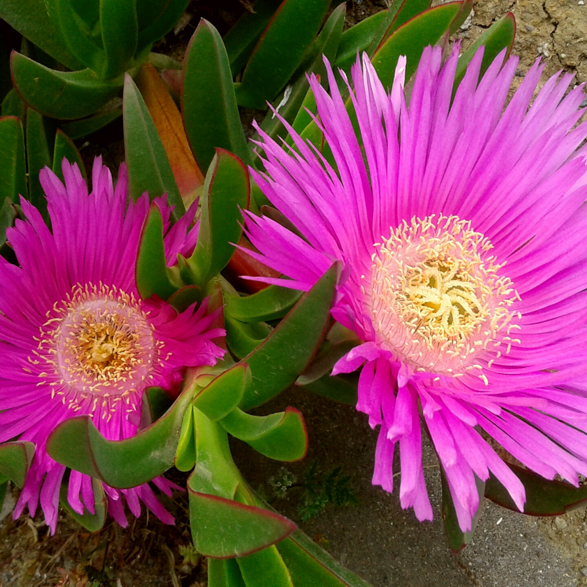 Pigface/Sea Fig - Carpobrotus glaucescens