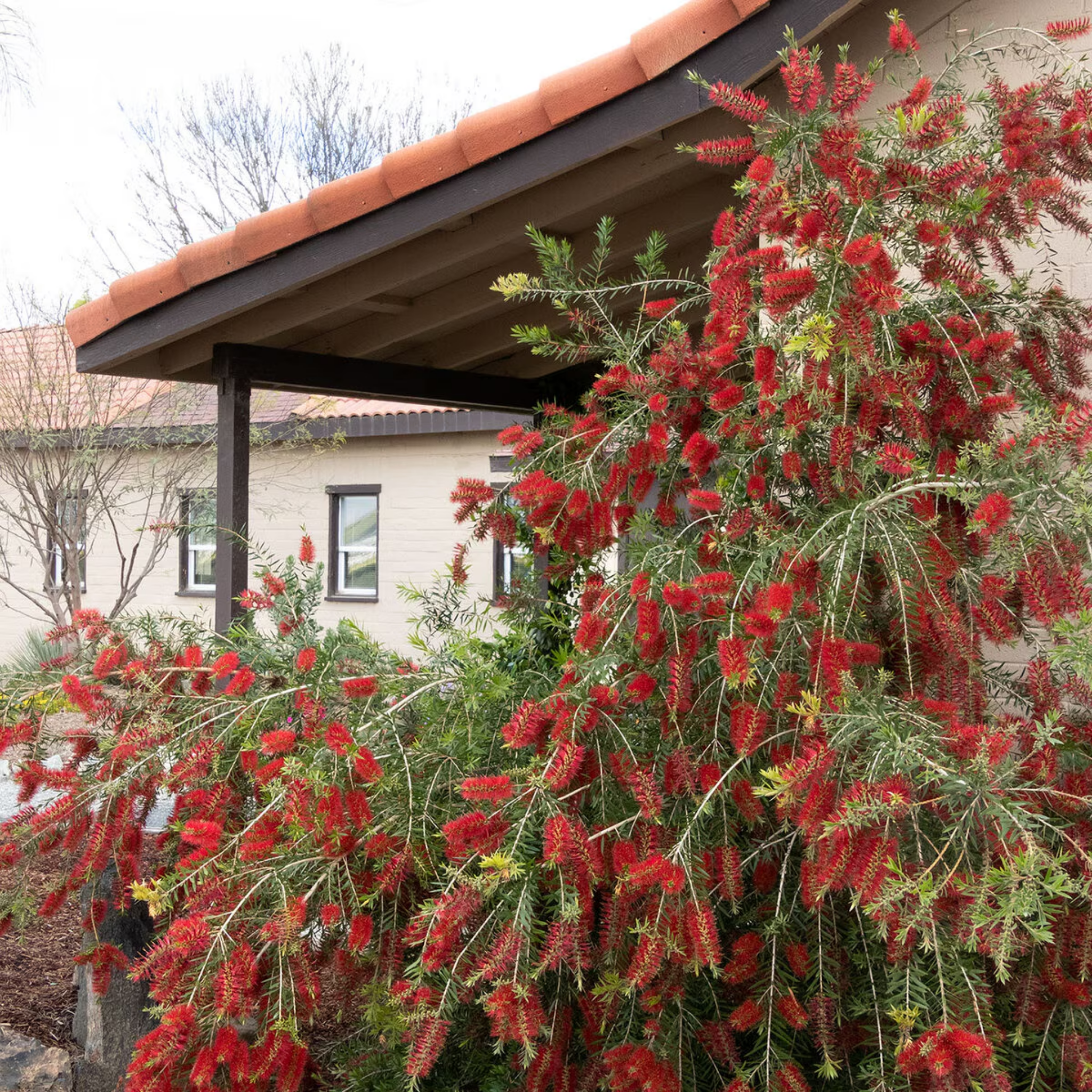 Slim Bottlebrush - Callistemon viminalis 'Slim'