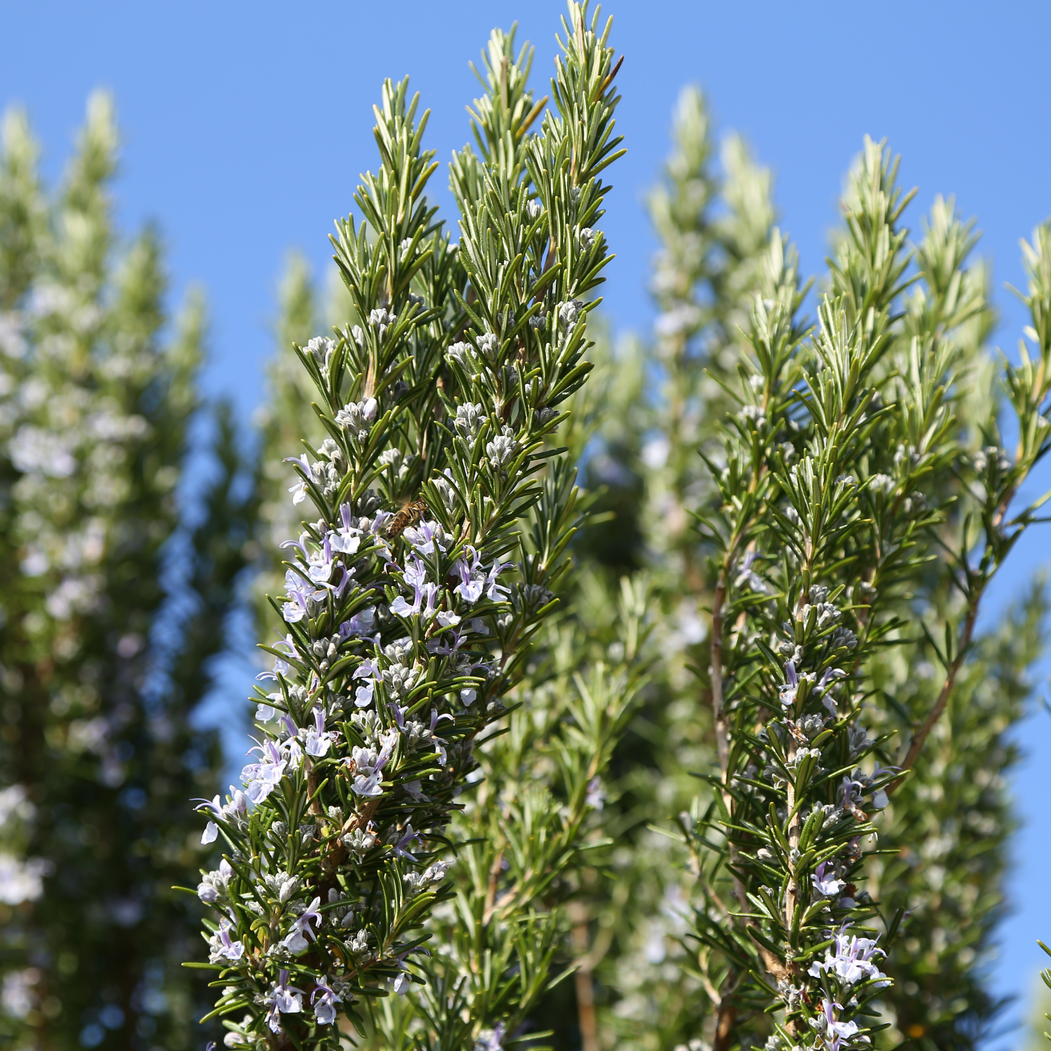 Blue Lagoon Rosemary - Rosmarinus officinalis Blue Lagoon