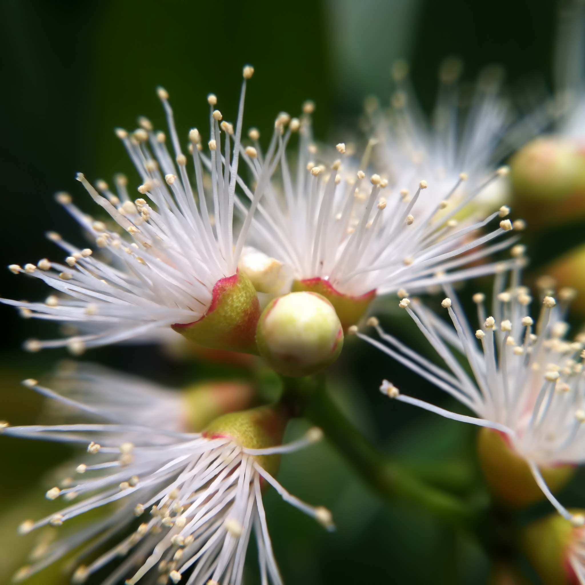 Lilly Pilly - Brush Cherry - Syzygium australe