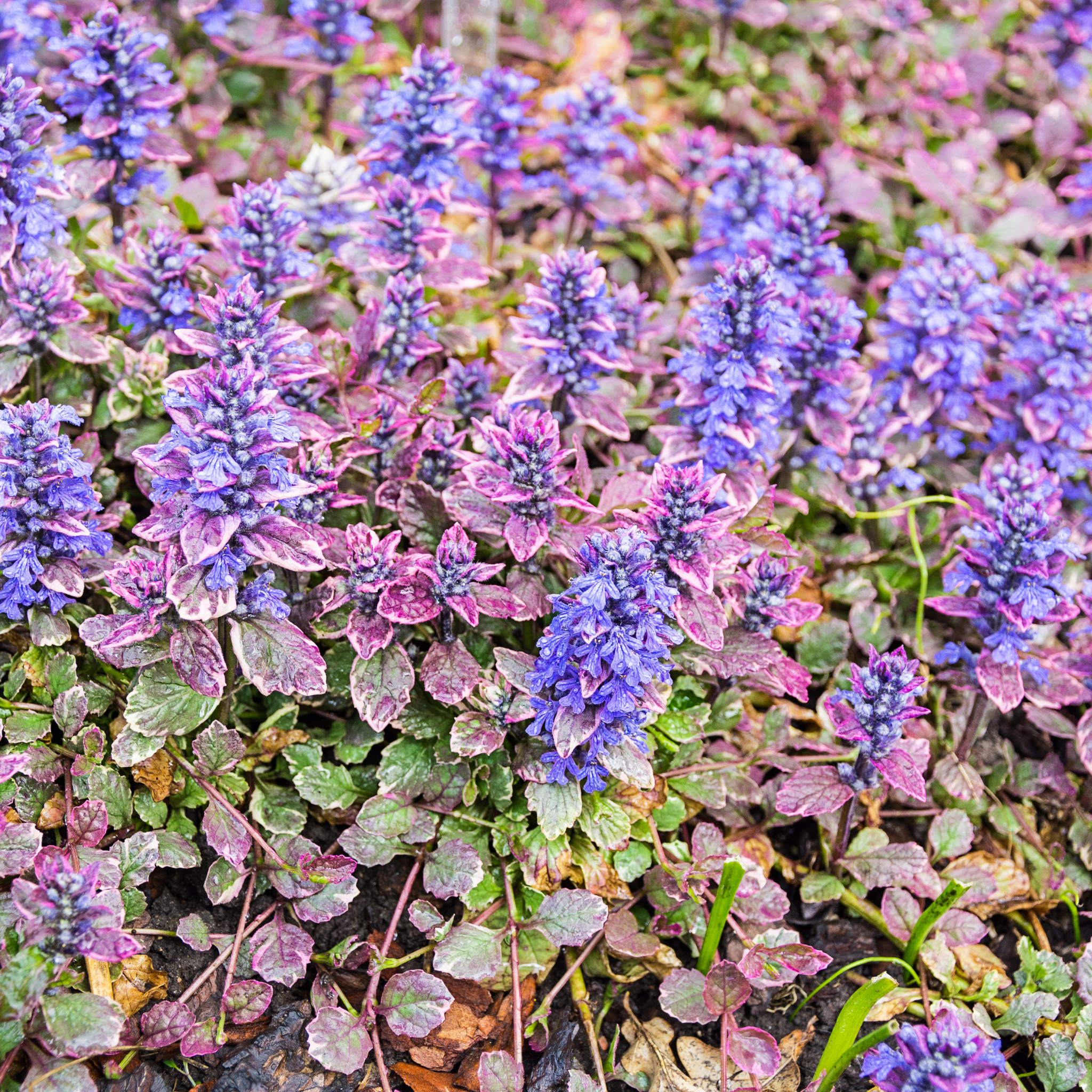 Ajuga Burgundy Glow - Ajuga reptans Burgundy Glow
