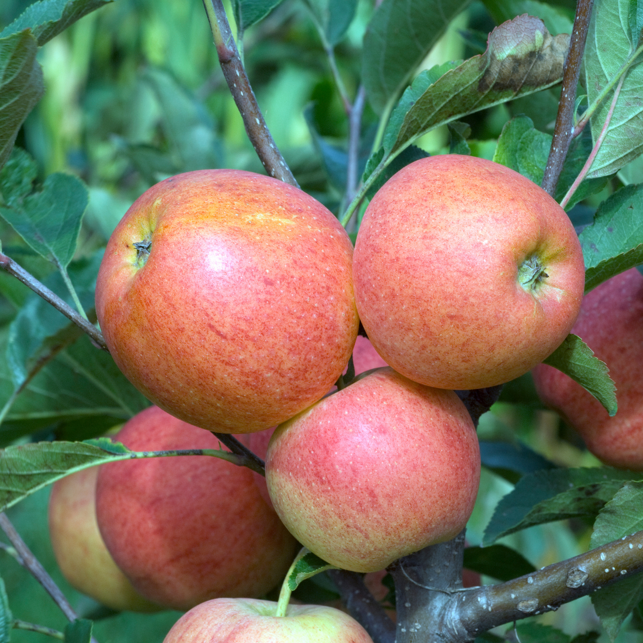 Apple Gala Tree - Malus domestica Gala Apple