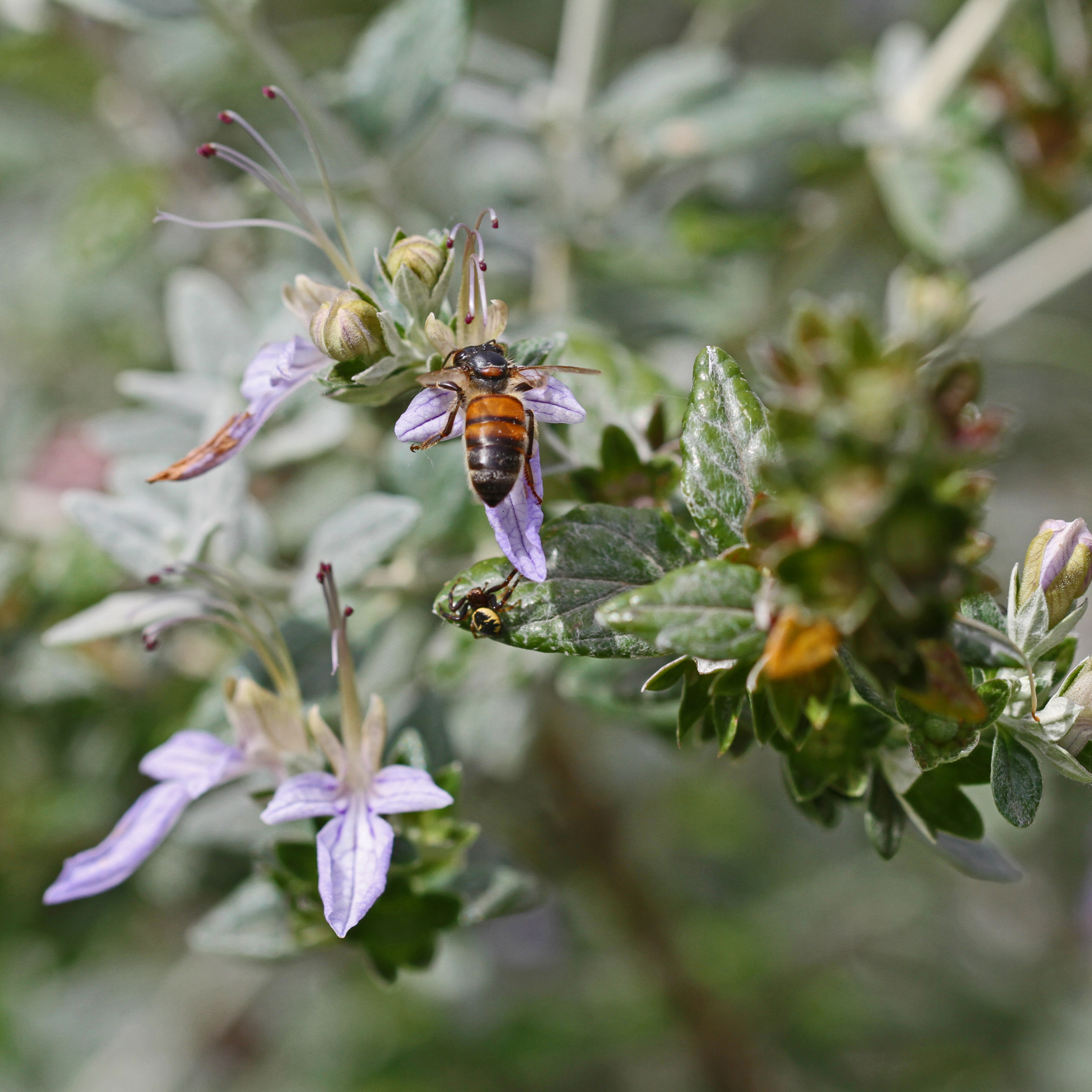 Shrubby Germander - Teucrium fruticans