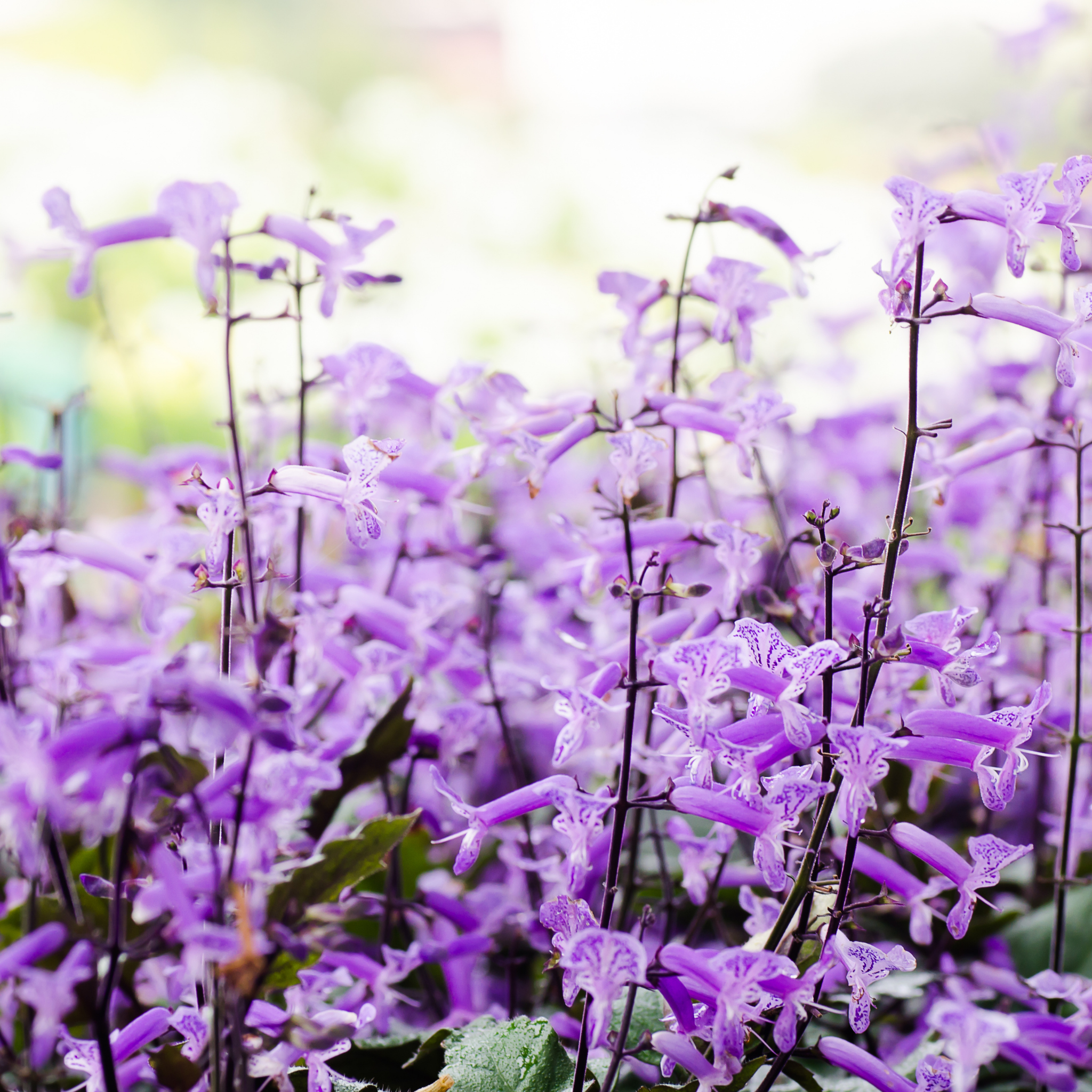 Mona Lavender Spur Flower - Plectranthus hybrida Mona Lavender PBR