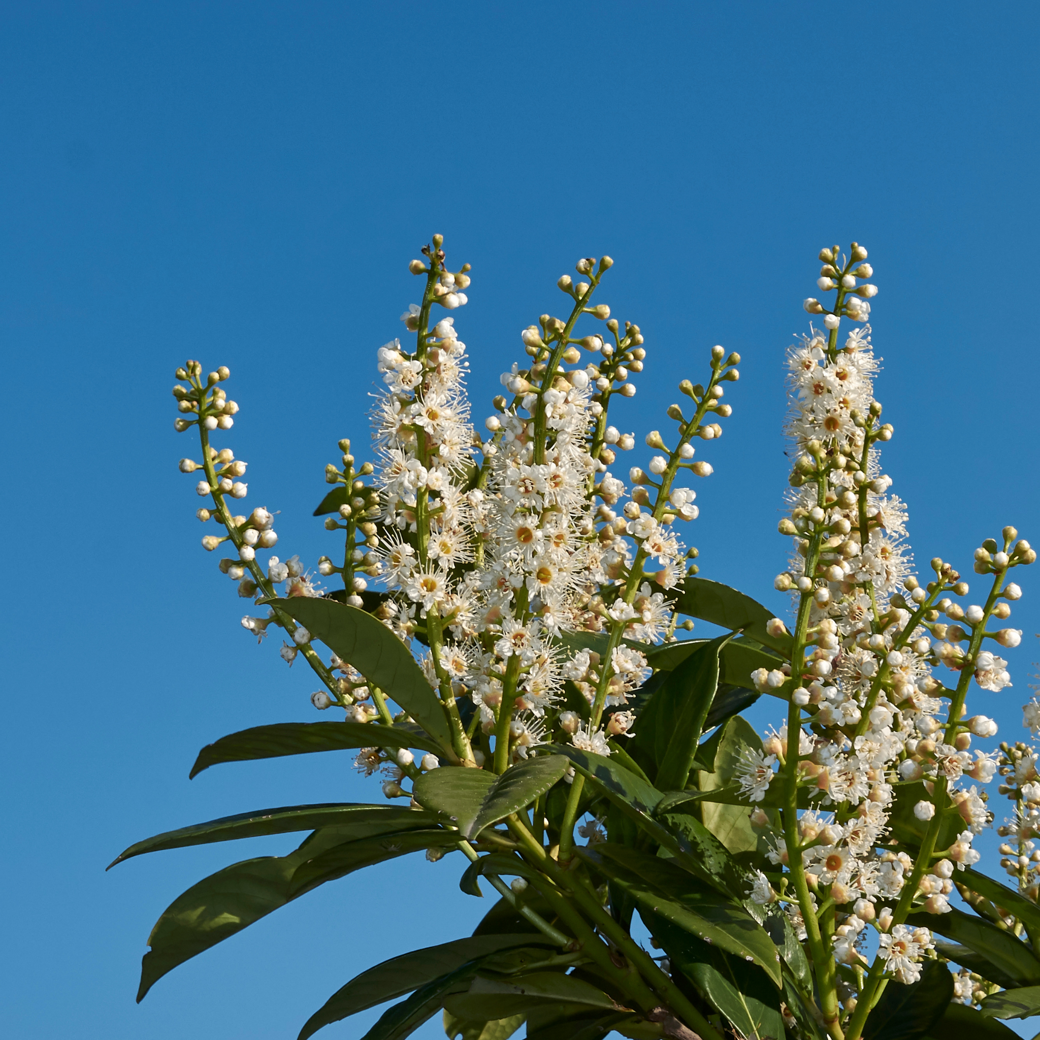 White flowers with green leaves against a clear blue sky