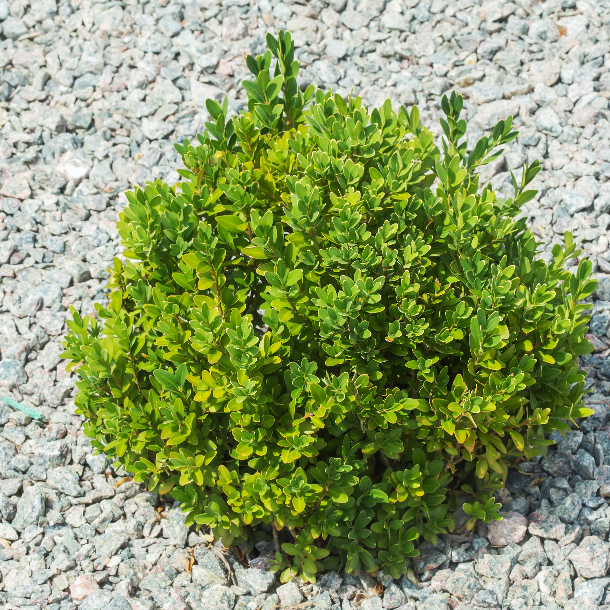 Green bush on a gravel surface
