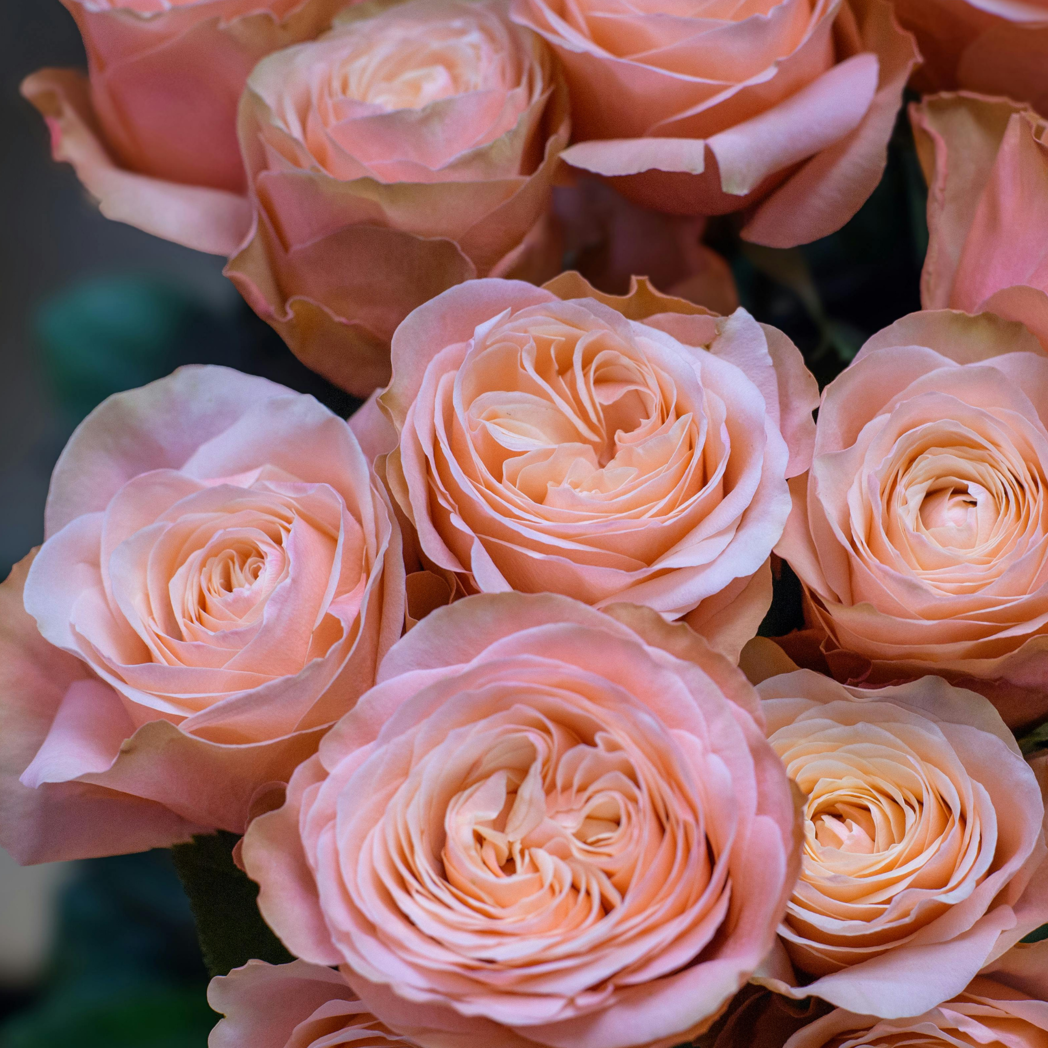 Hybrid Tea Rose - Rosa Princesse Charlene de Monaco