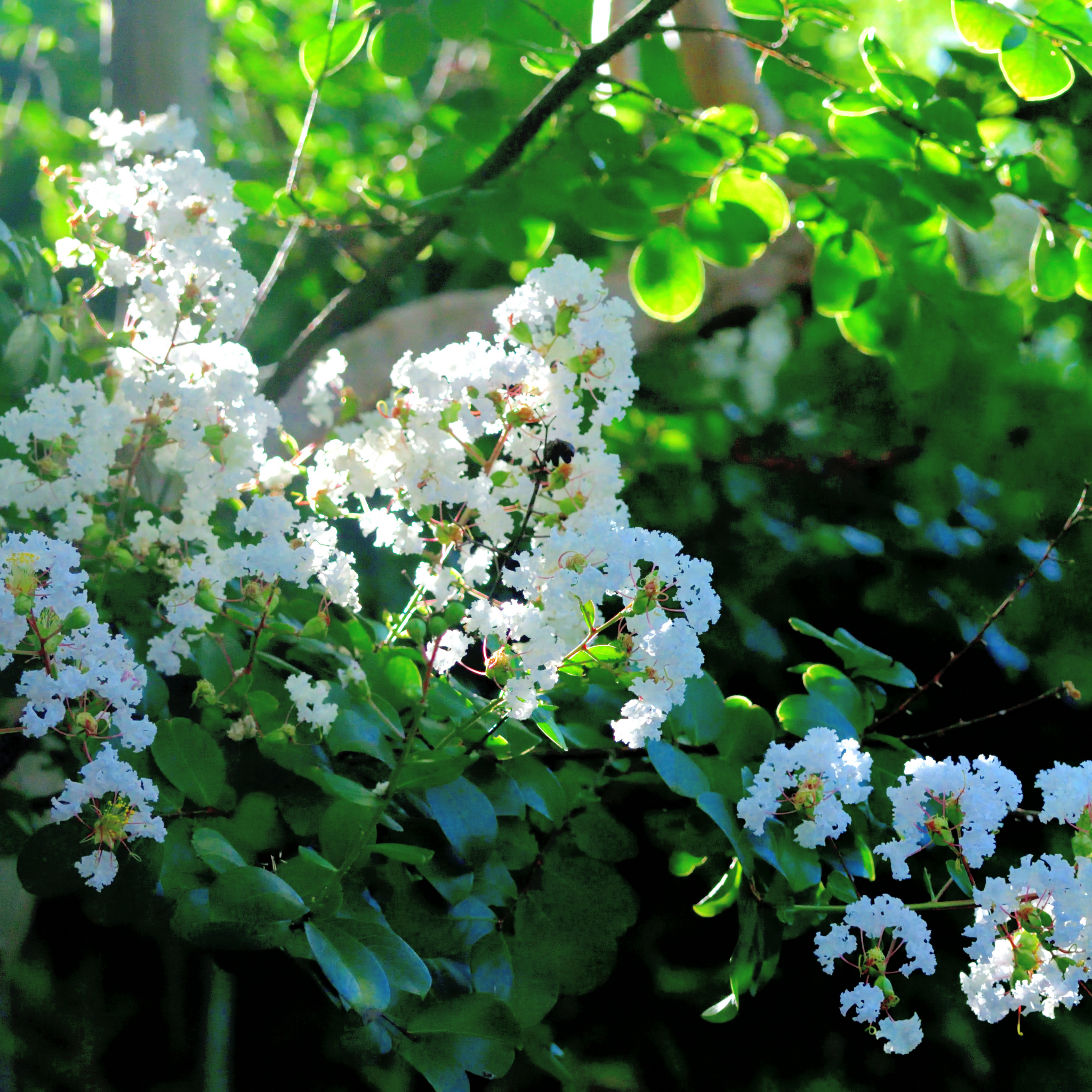 White Crepe Myrtle - Lagerstroemia indica fauriei Natchez