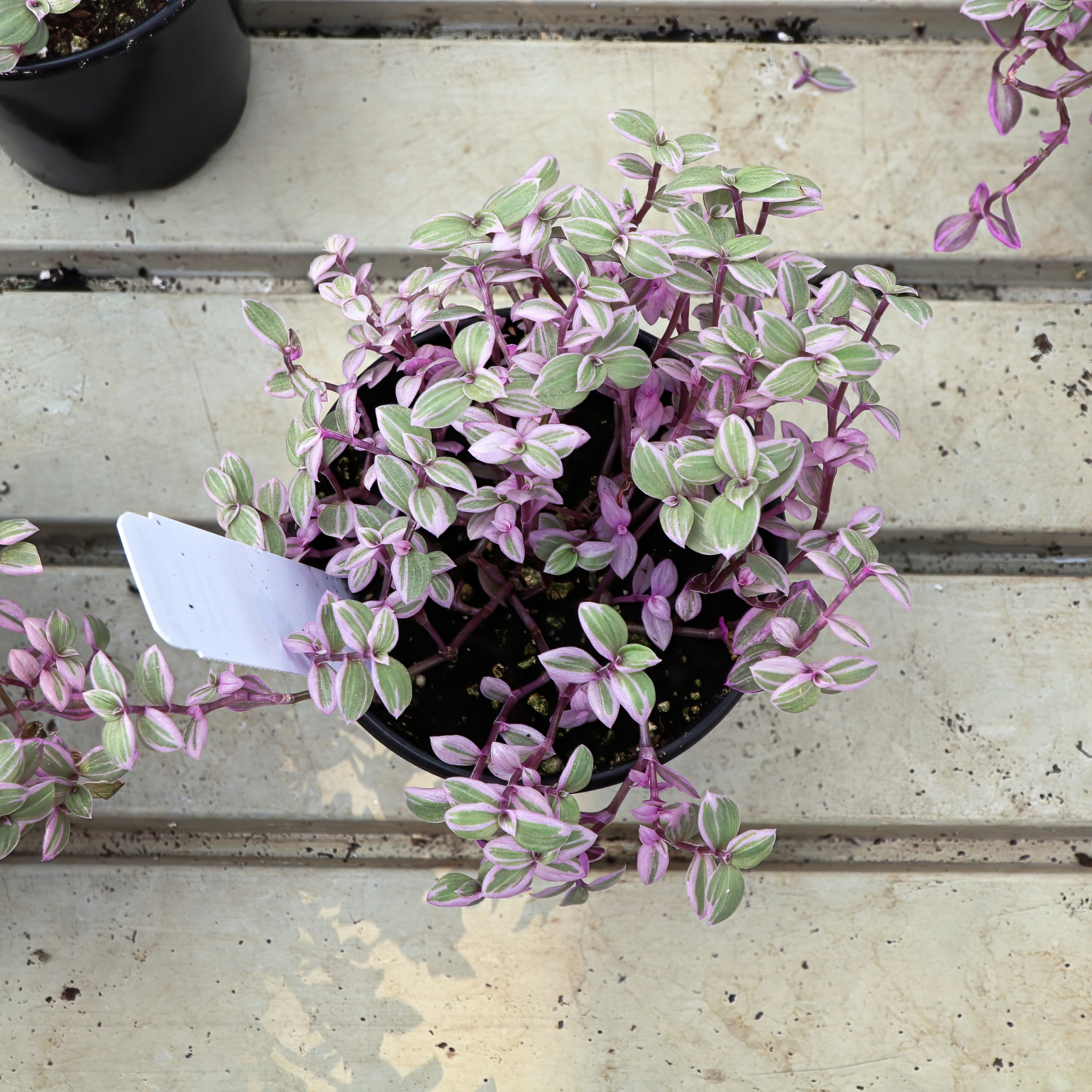 Turtle Vine Pink Panther - Callisia repens Pink Panther