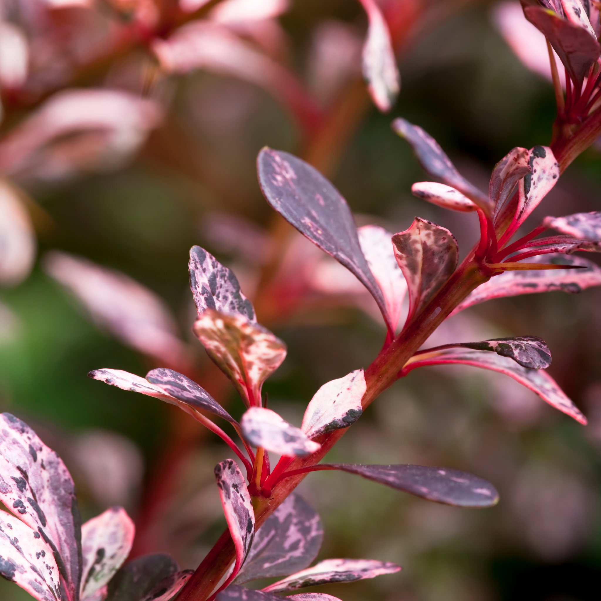 Purple Japanese Barberry Rose Glow - Berberis thunbergii atropurpurea 'Rose Glow'