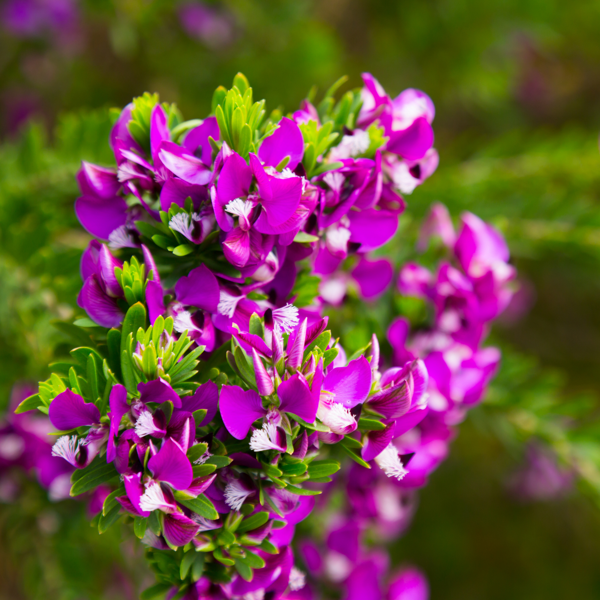 Close-up of purple flowers with green leaves on a blurred green background