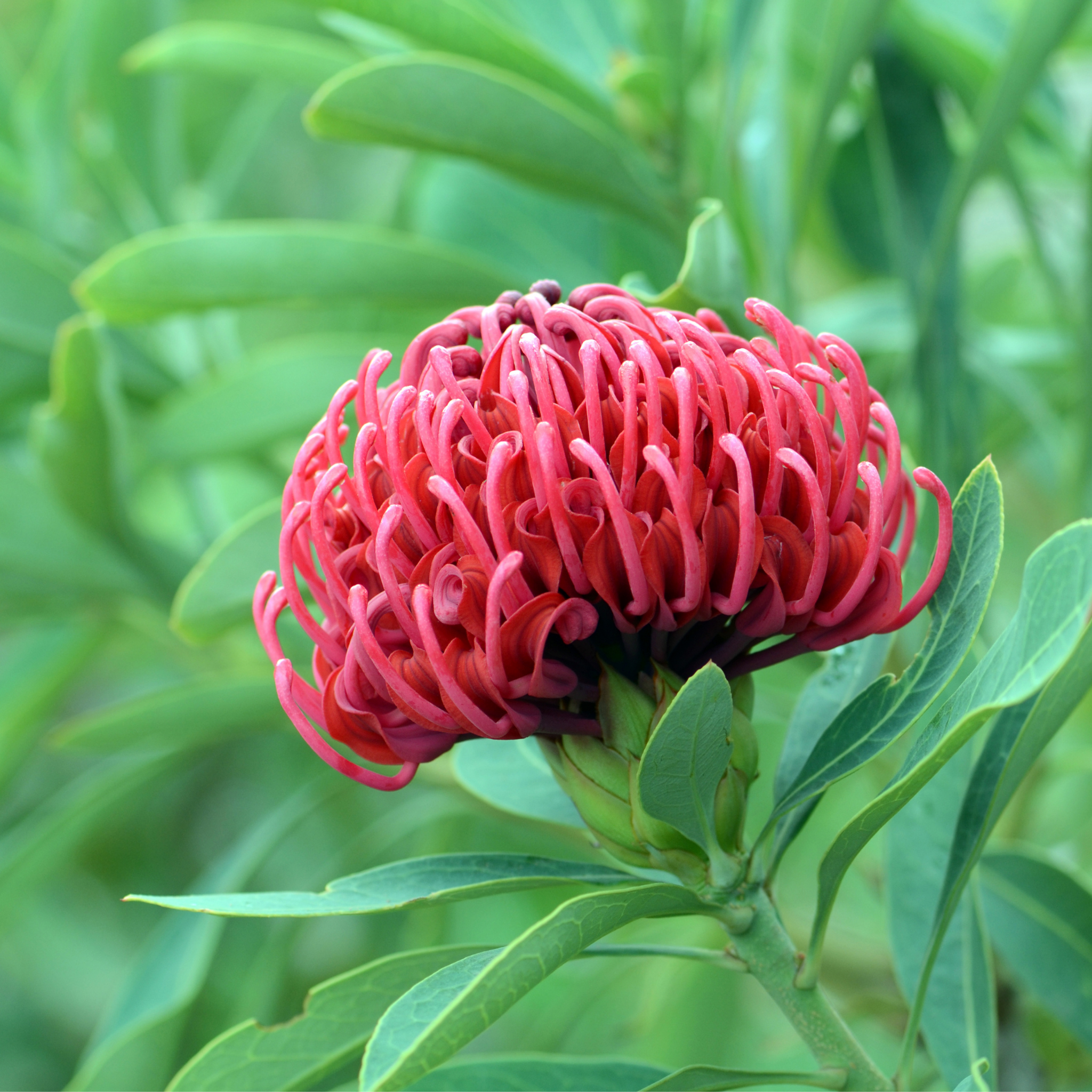 Waratah Gembrook - Telopea hybrida Gembrook